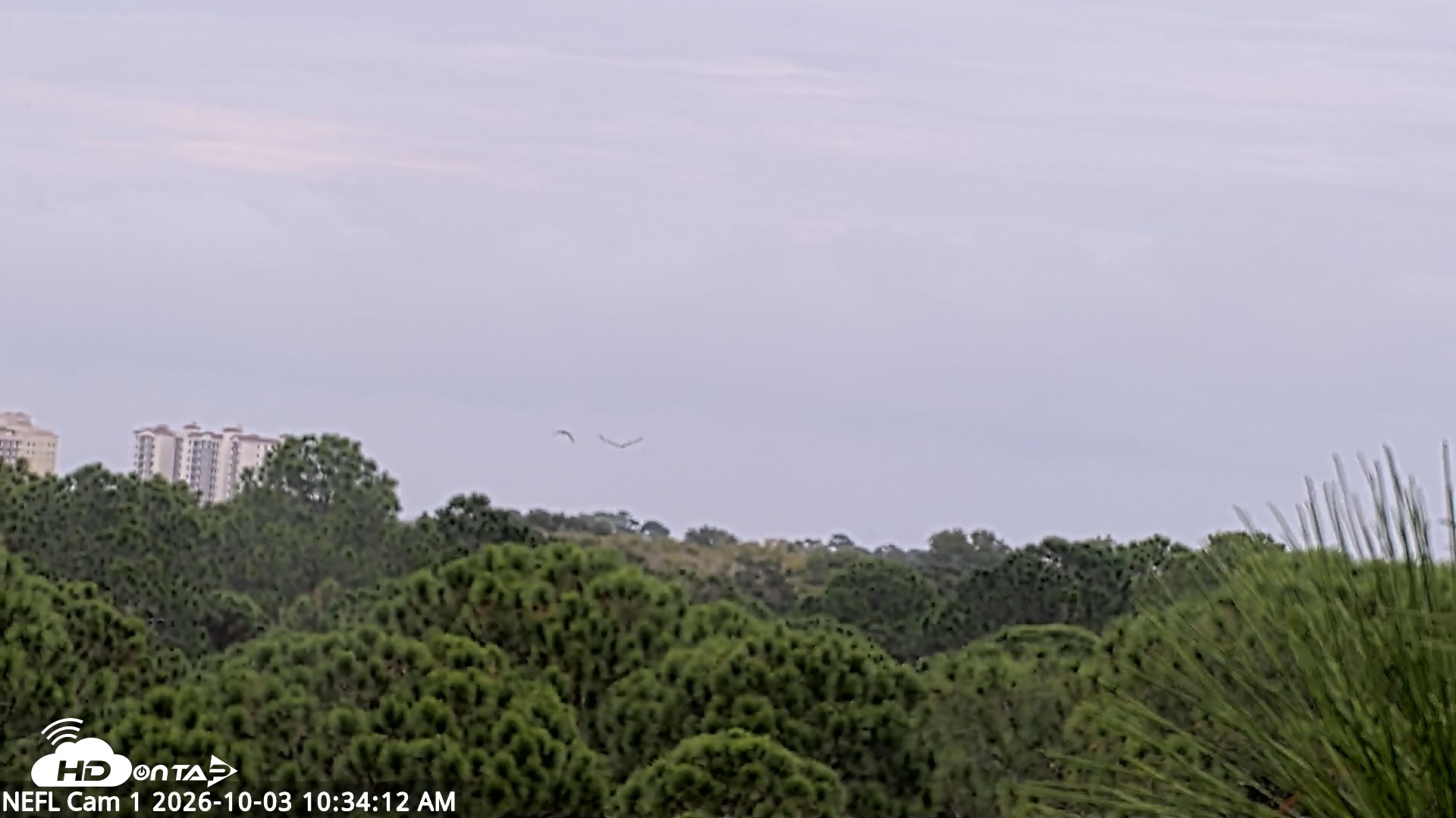 Snapshot of NE Florida Eagles Live Webcam taken Oct 3, 2026, 10:34am EDT