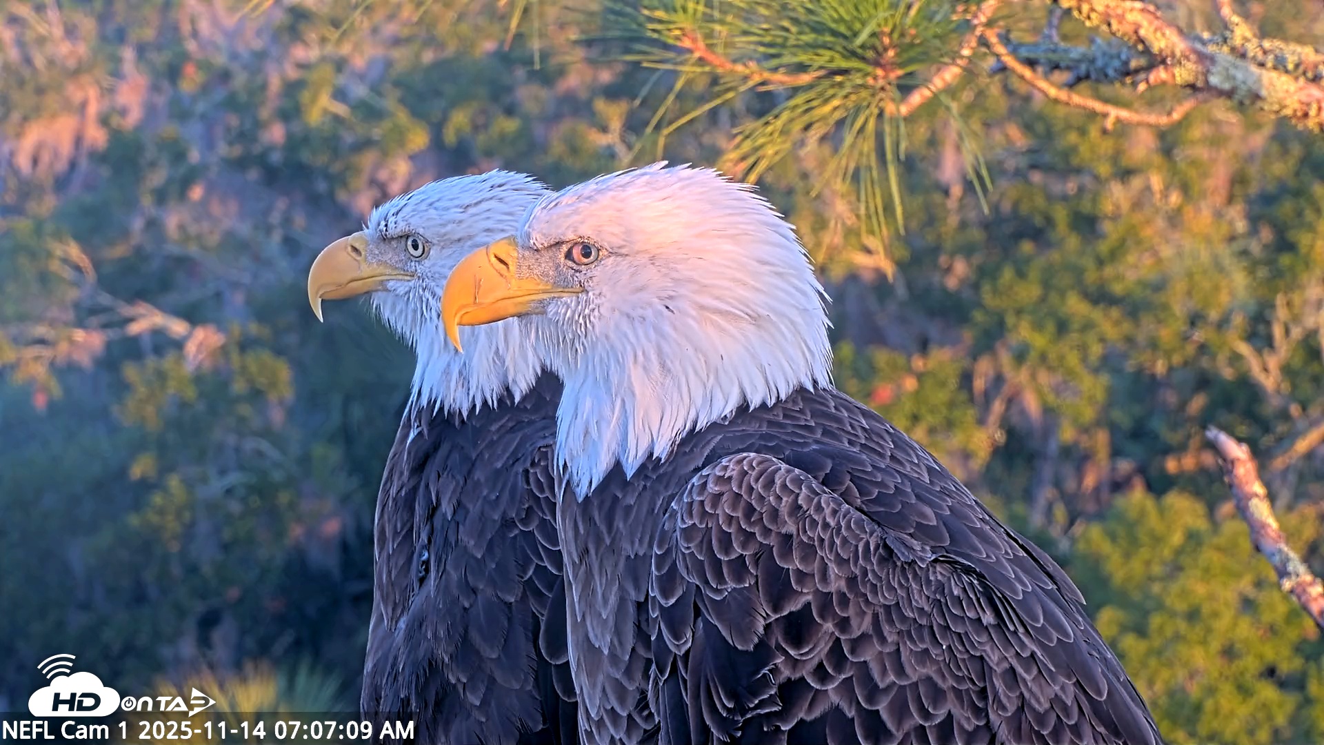 Snapshot of NE Florida Eagles Live Webcam taken Nov 14, 2025, 7:07am EST