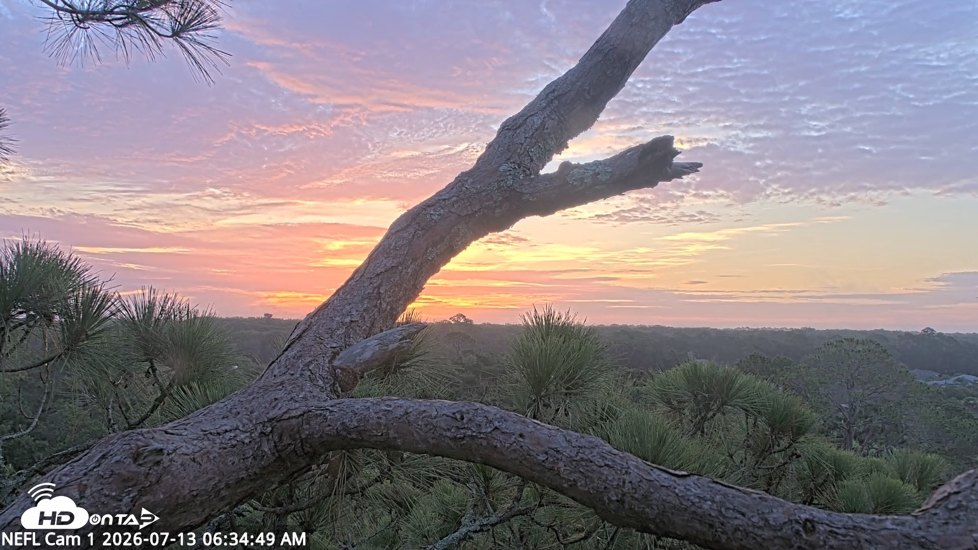 Snapshot of NE Florida Eagles Live Webcam taken Jul 13, 2026, 6:35am EDT