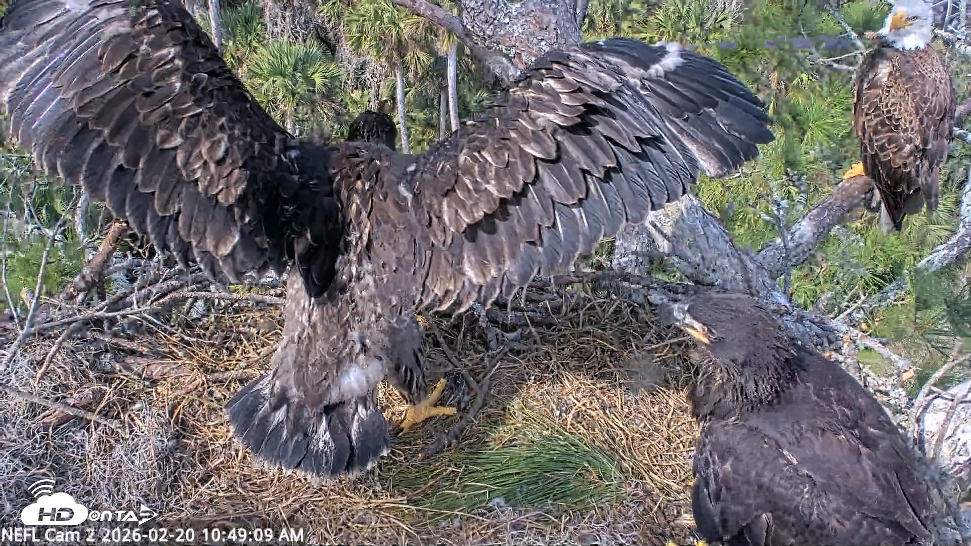 Snapshot of NE Florida Eagles Live Webcam taken Feb 20, 2026, 10:52am EST