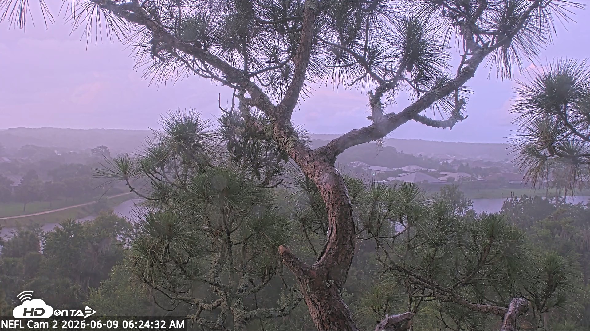 Snapshot of NE Florida Eagles Live Webcam taken Jun 9, 2026, 6:25am EDT