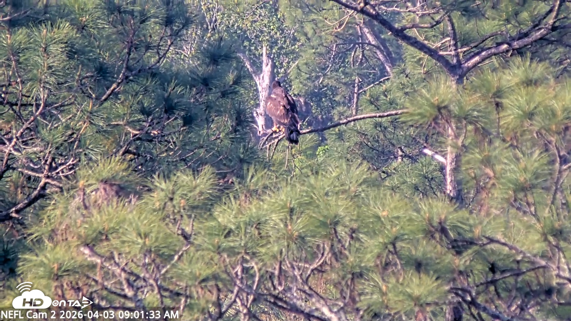 Snapshot of NE Florida Eagles Live Webcam taken Apr 3, 2026, 9:02am EDT