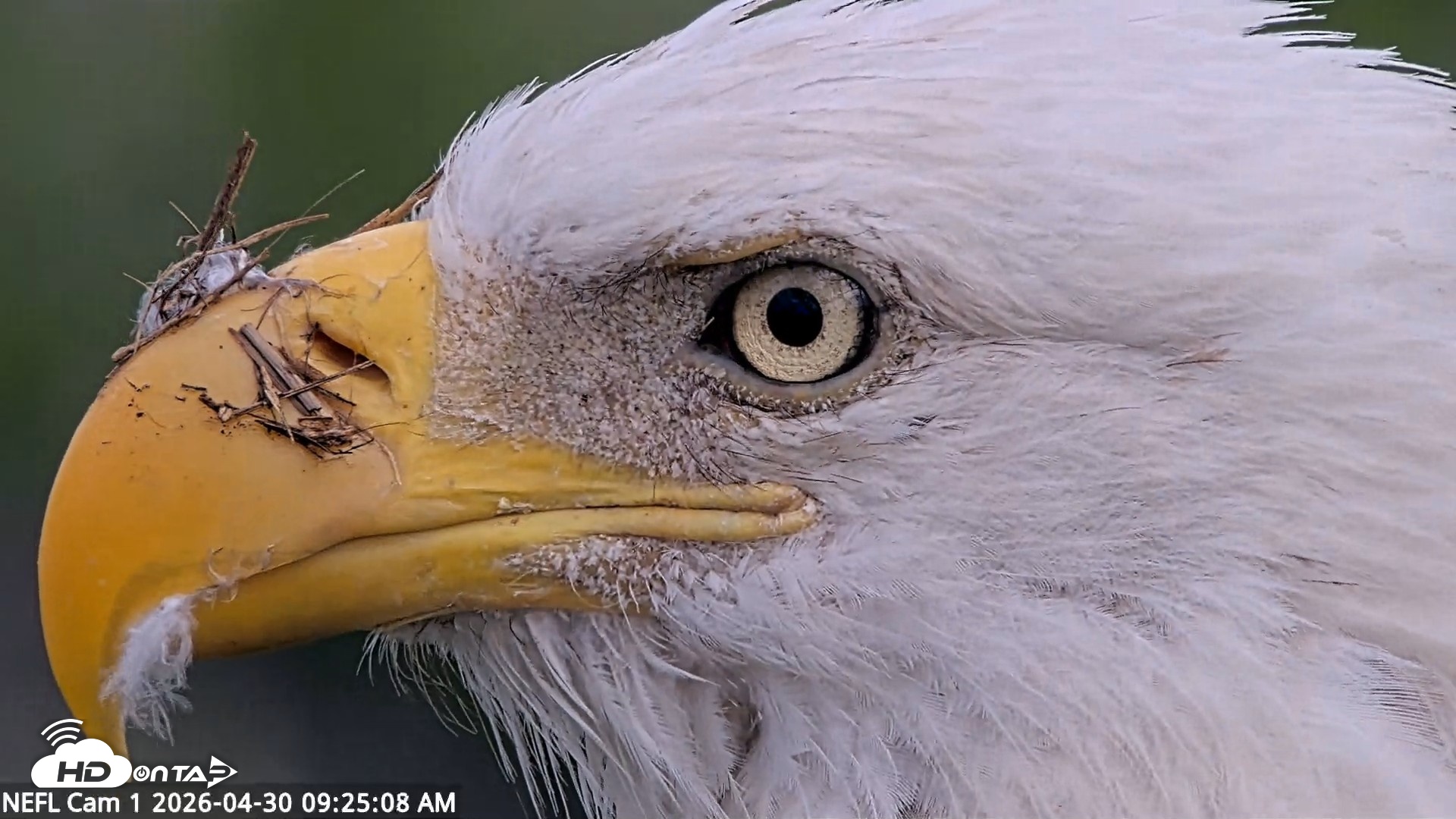 Snapshot of NE Florida Eagles Live Webcam taken Apr 30, 2026, 9:26am EDT