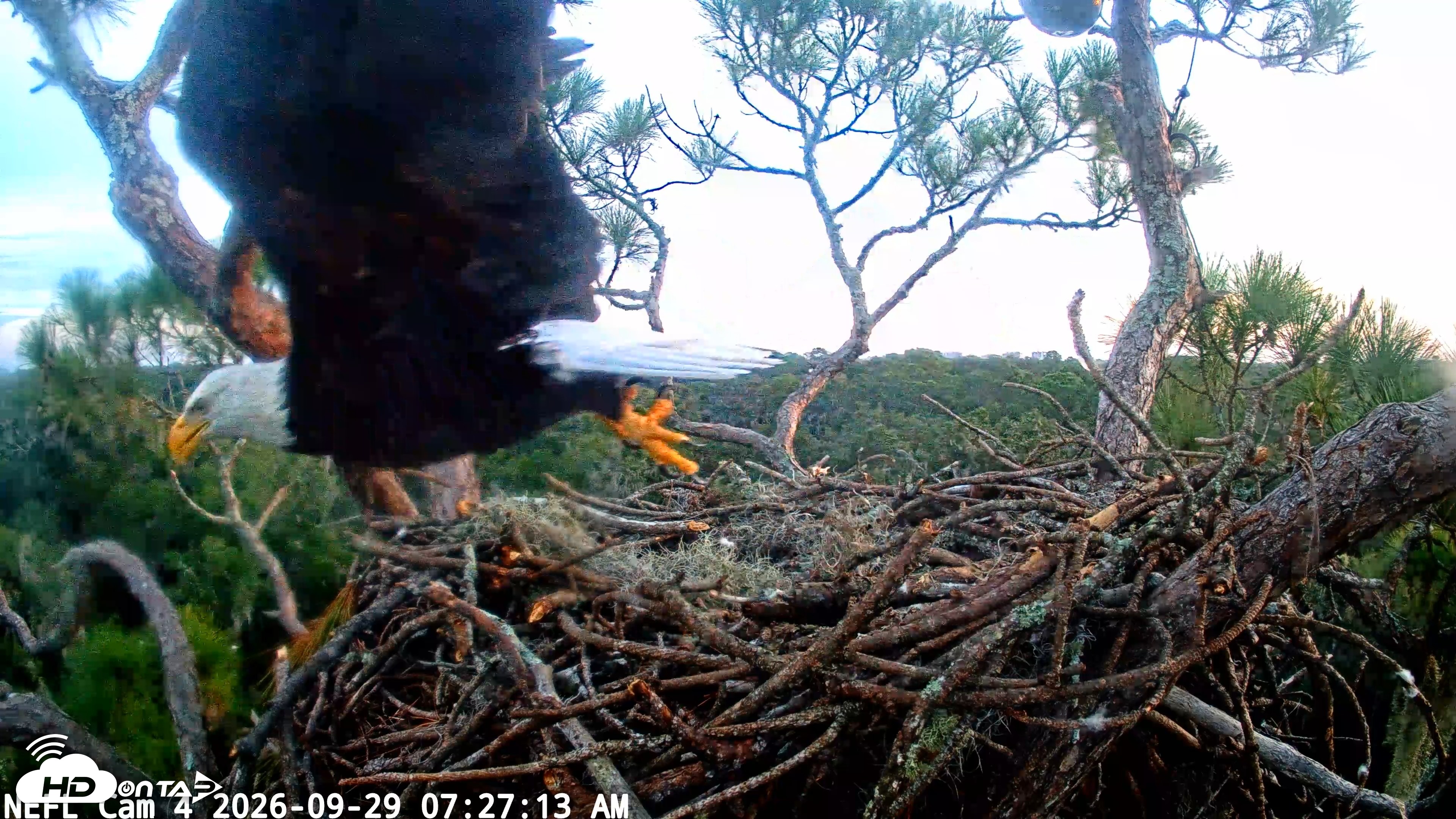 Snapshot of NE Florida Eagles Live Webcam taken Sep 29, 2026, 7:27am EDT