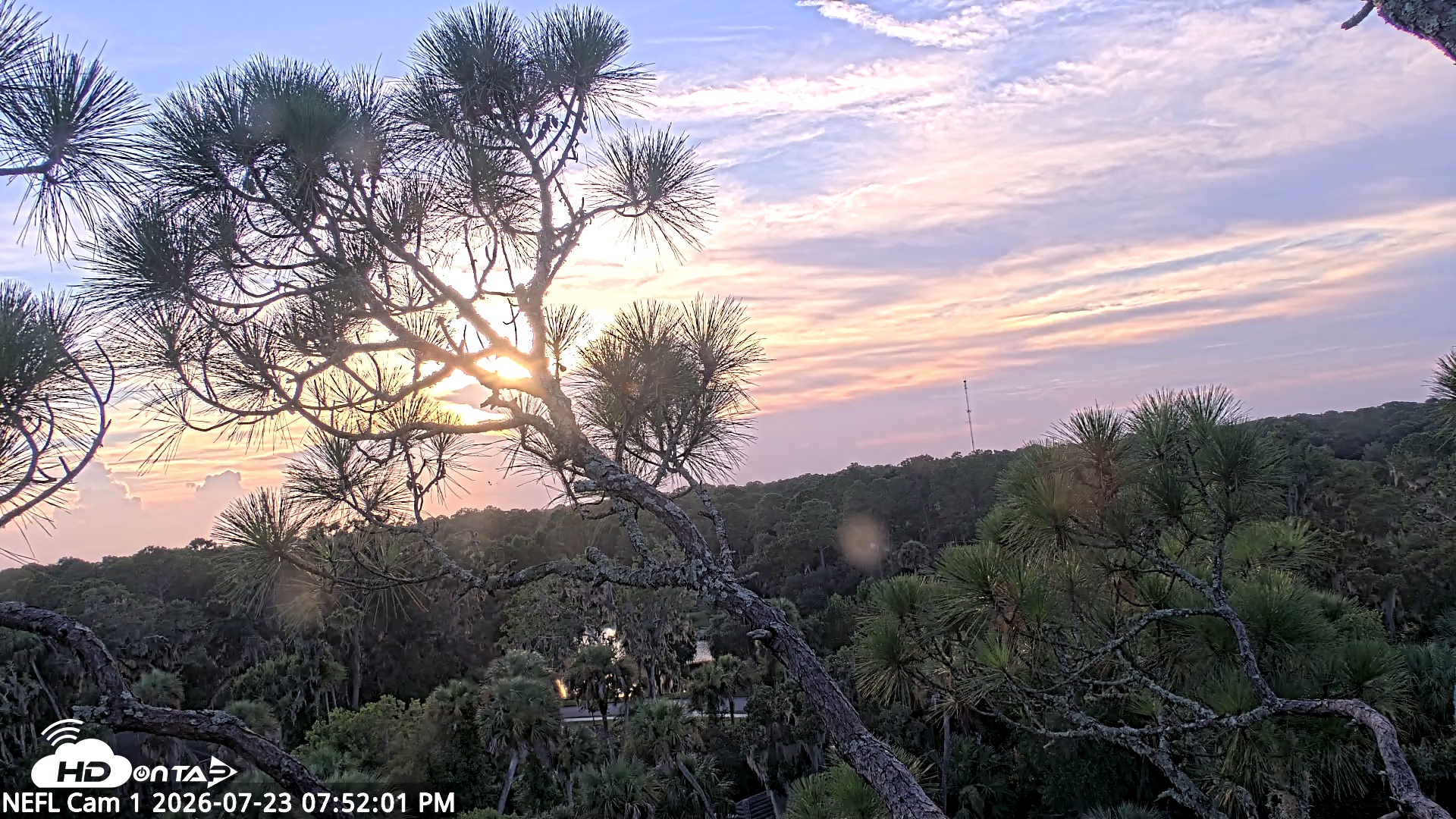Snapshot of NE Florida Eagles Live Webcam taken Jul 23, 2026, 7:52pm EDT