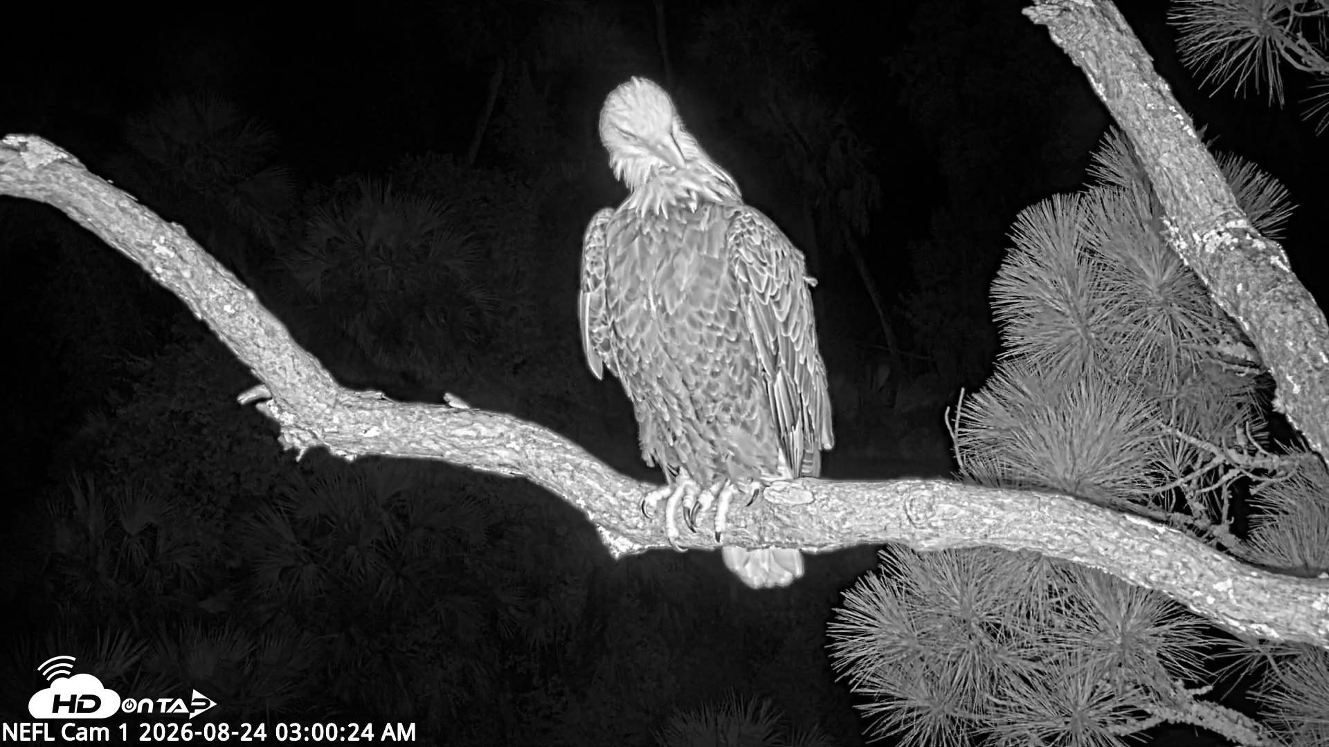Snapshot of NE Florida Eagles Live Webcam taken Aug 24, 2026, 3:01am EDT