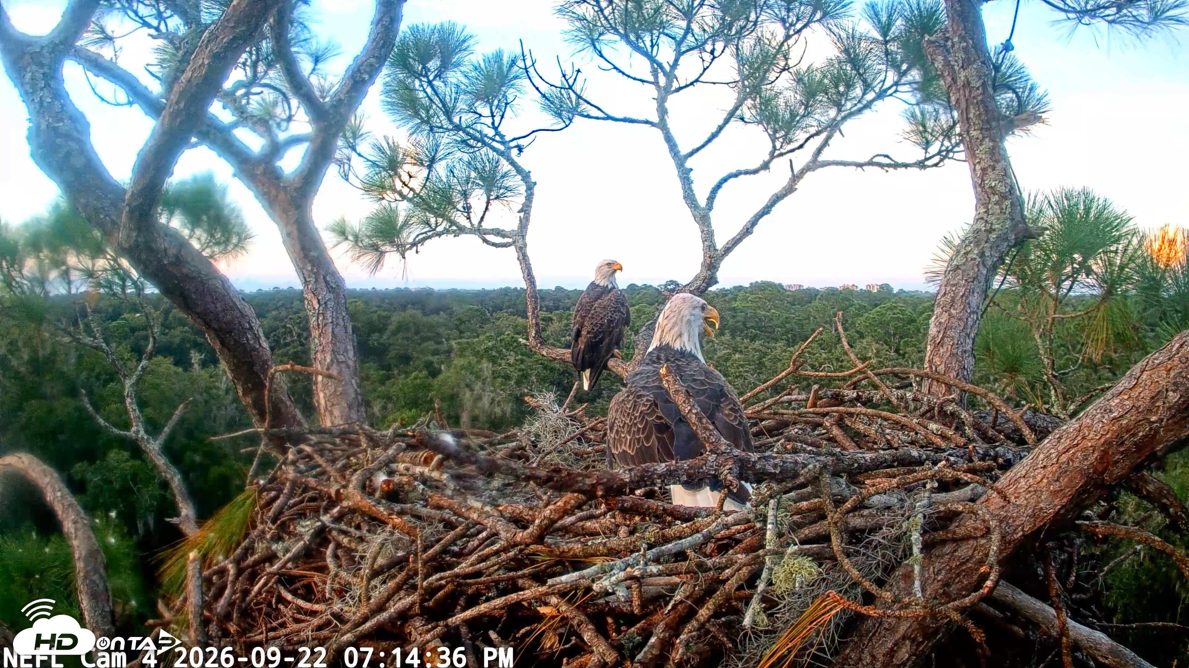 Snapshot of NE Florida Eagles Live Webcam taken Sep 22, 2026, 7:15pm EDT