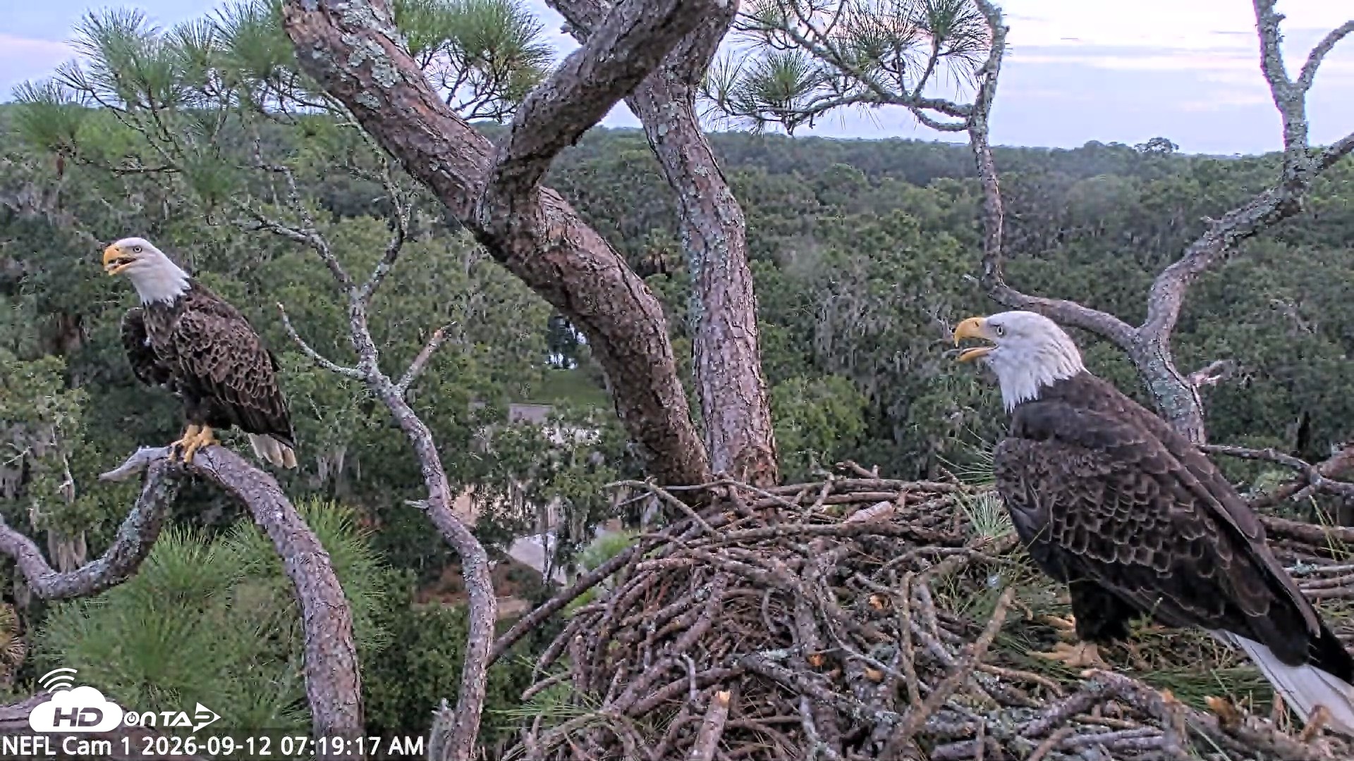 Snapshot of NE Florida Eagles Live Webcam taken Sep 12, 2026, 7:20am EDT