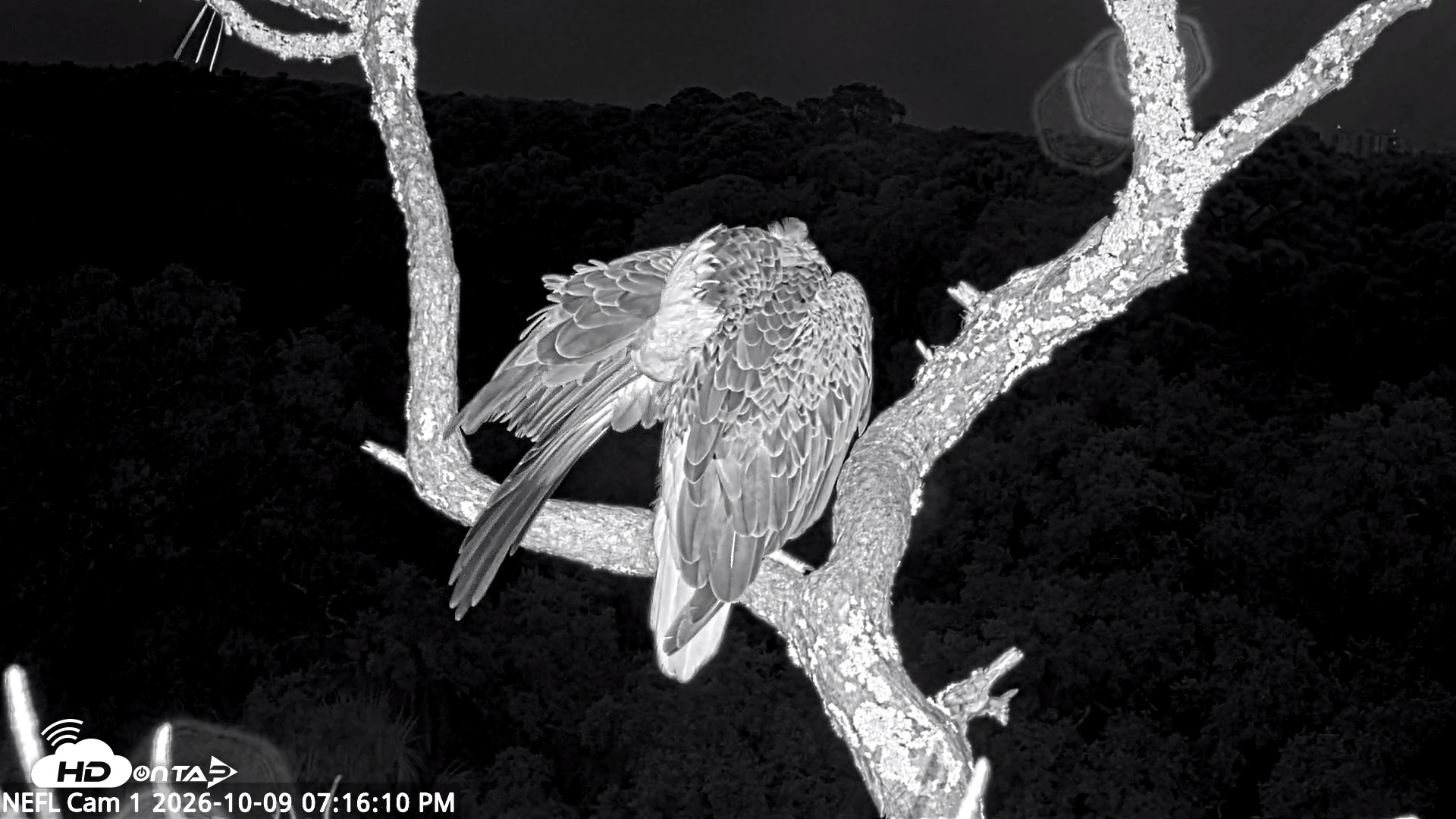 Snapshot of NE Florida Eagles Live Webcam taken Oct 9, 2026, 7:17pm EDT