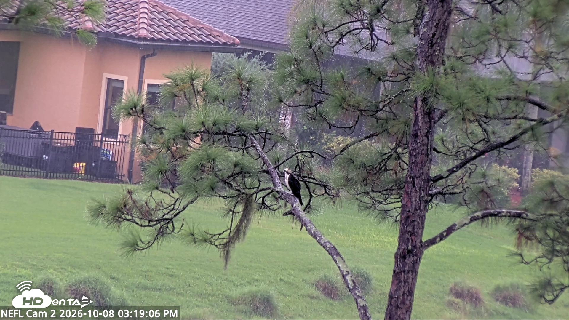 Snapshot of NE Florida Eagles Live Webcam taken Oct 8, 2026, 3:19pm EDT