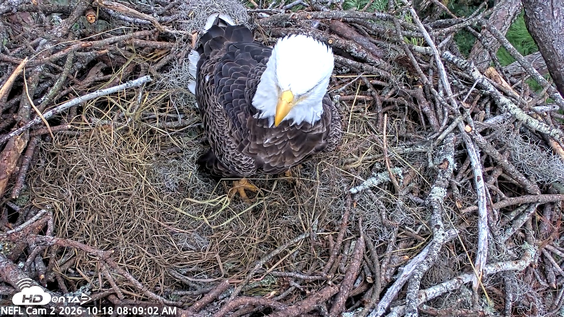 Snapshot of NE Florida Eagles Live Webcam taken Oct 18, 2026, 8:09am EDT
