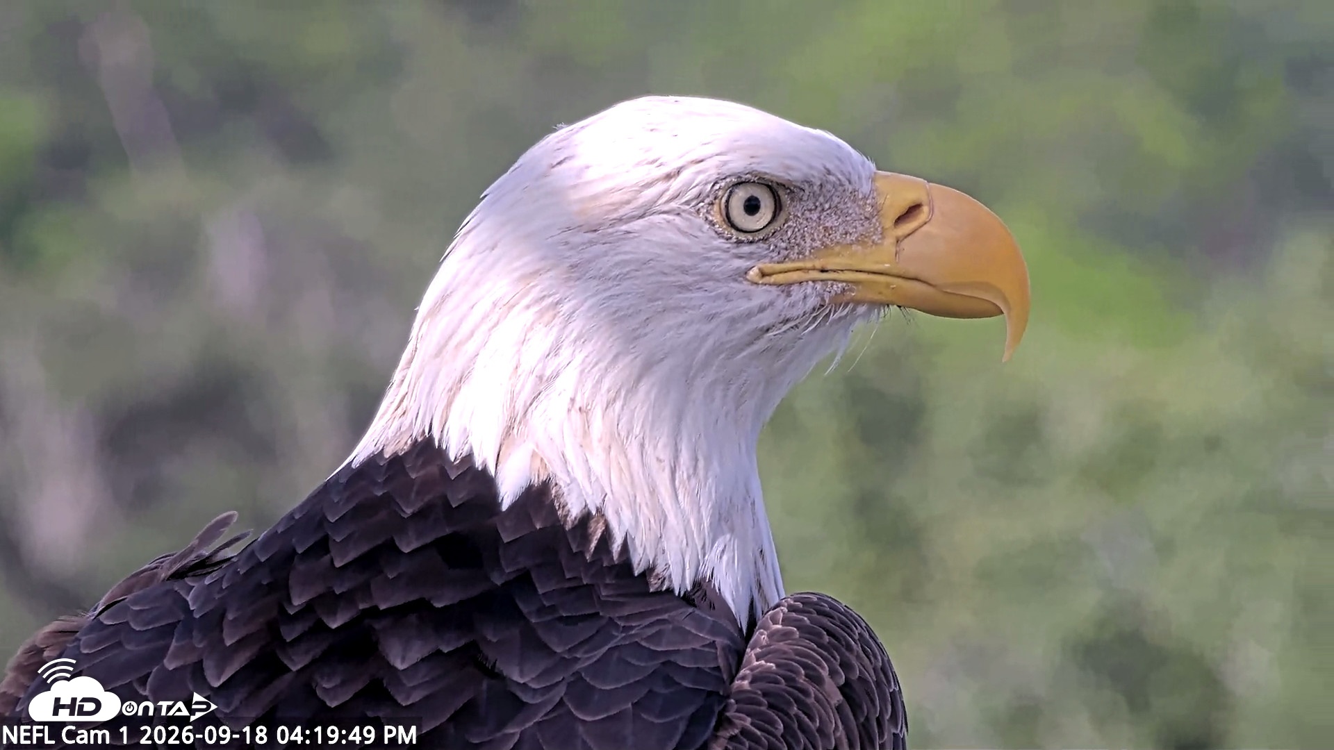 Snapshot of NE Florida Eagles Live Webcam taken Sep 18, 2026, 4:20pm EDT