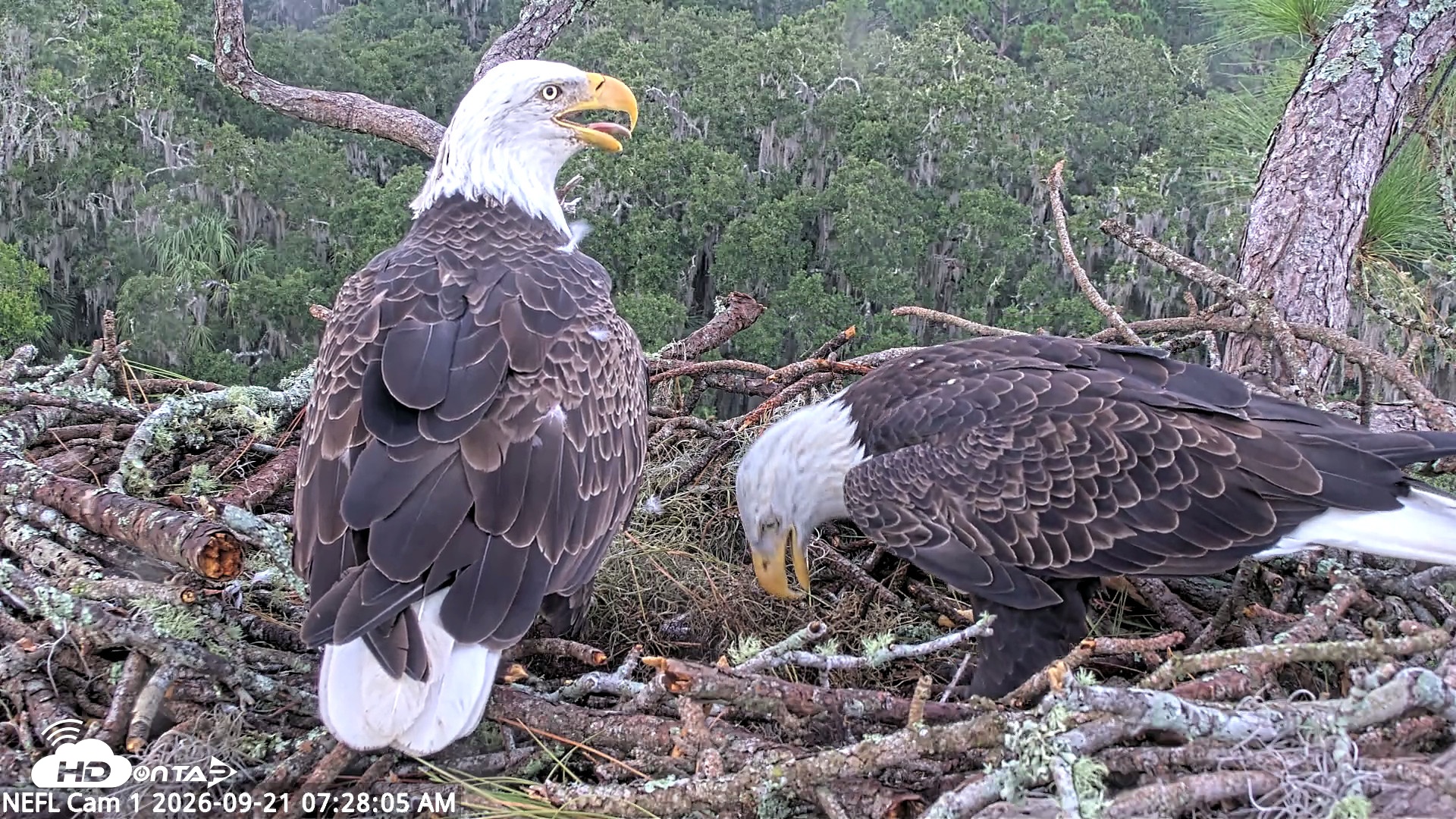Snapshot of NE Florida Eagles Live Webcam taken Sep 21, 2026, 7:29am EDT