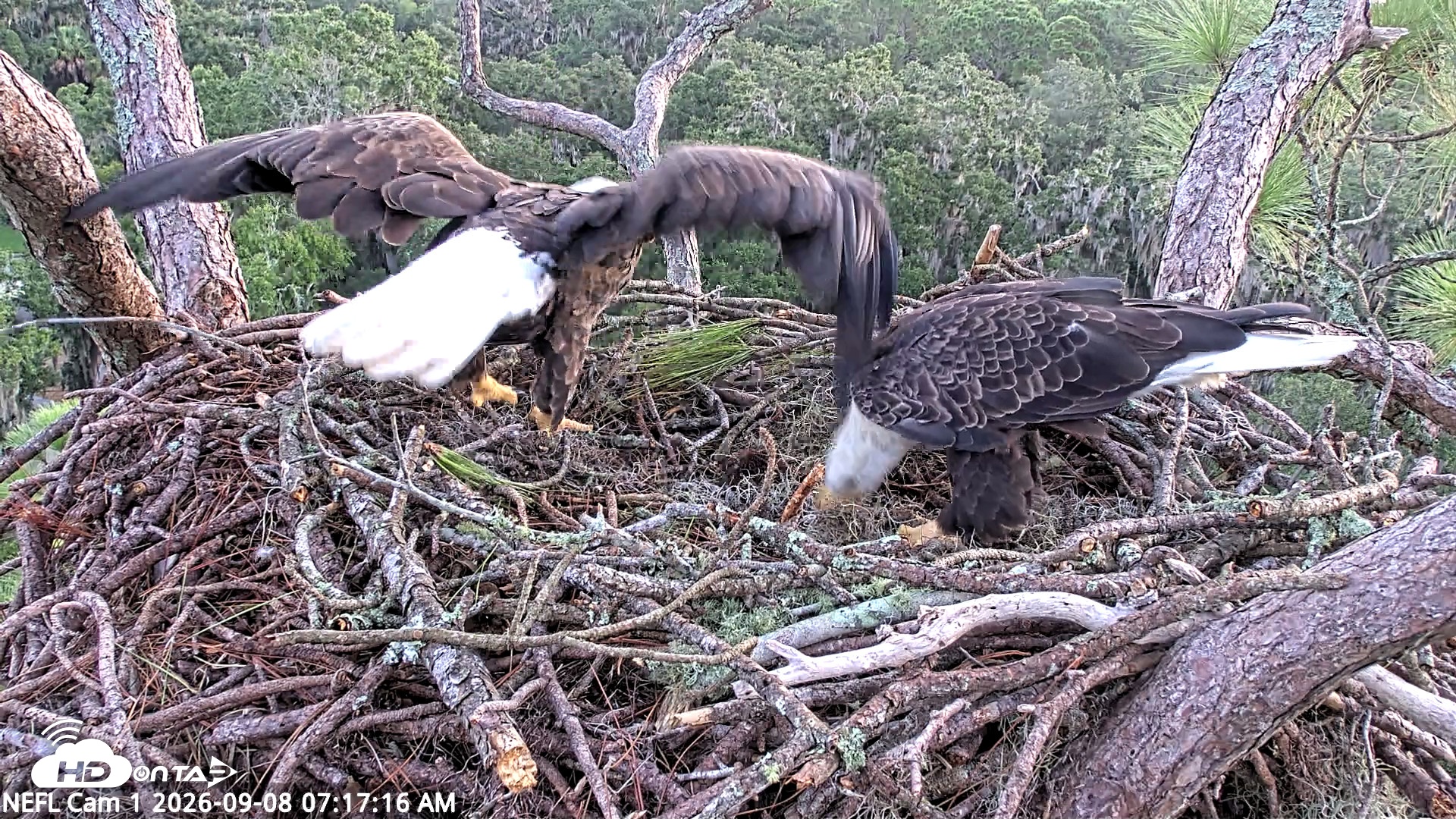 Snapshot of NE Florida Eagles Live Webcam taken Sep 8, 2026, 7:18am EDT