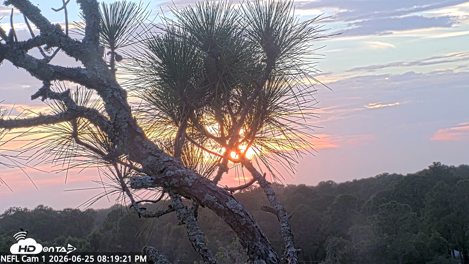 Snapshot of NE Florida Eagles Live Webcam taken Jun 25, 2026, 8:20pm EDT