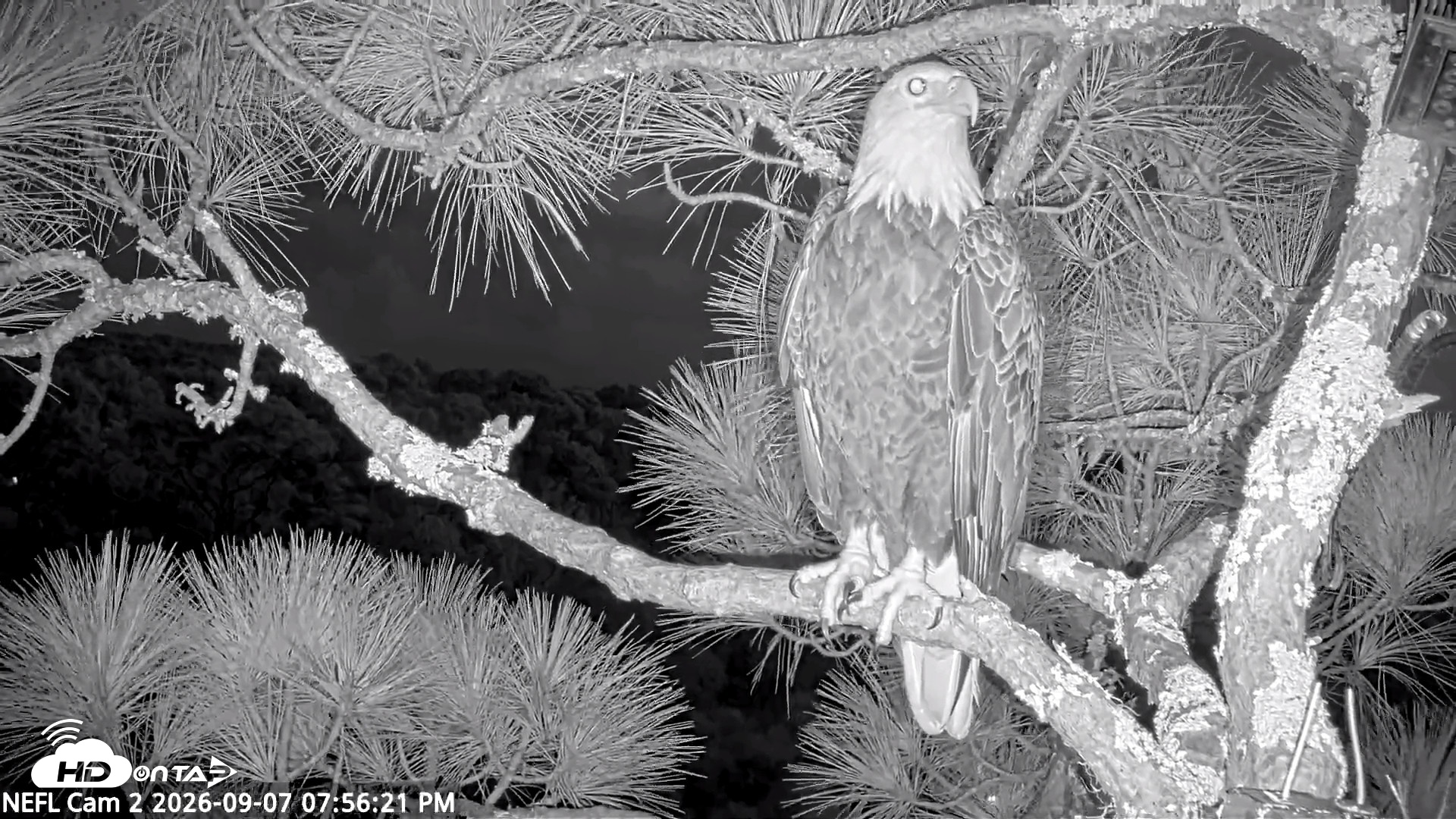 Snapshot of NE Florida Eagles Live Webcam taken Sep 7, 2026, 7:57pm EDT