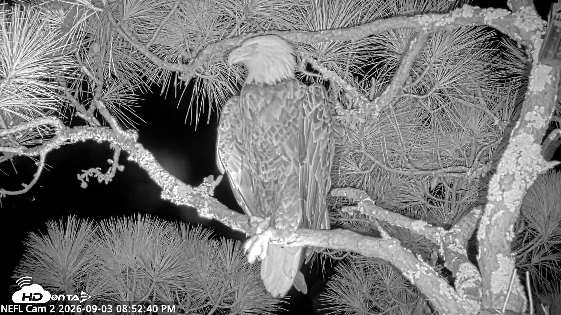 Snapshot of NE Florida Eagles Live Webcam taken Sep 3, 2026, 8:53pm EDT