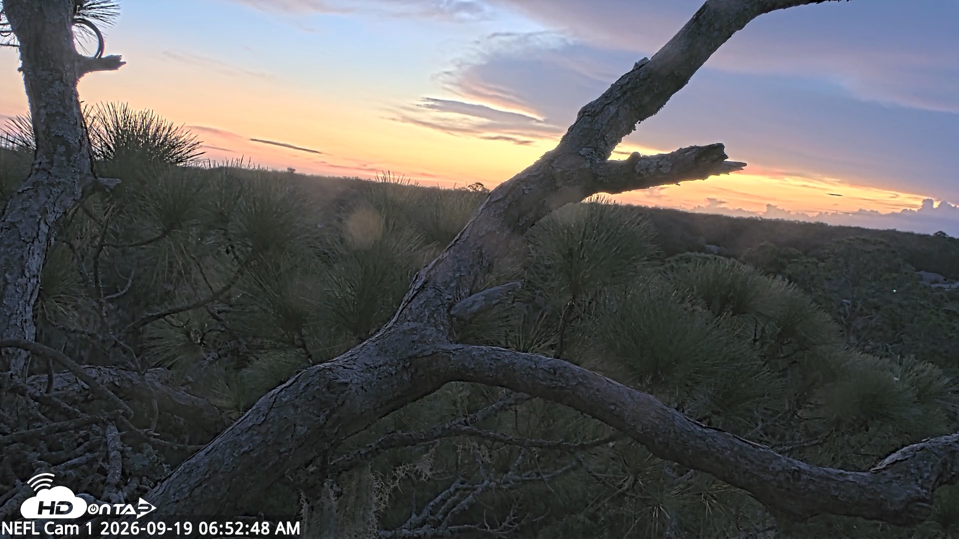 Snapshot of NE Florida Eagles Live Webcam taken Sep 19, 2026, 6:53am EDT