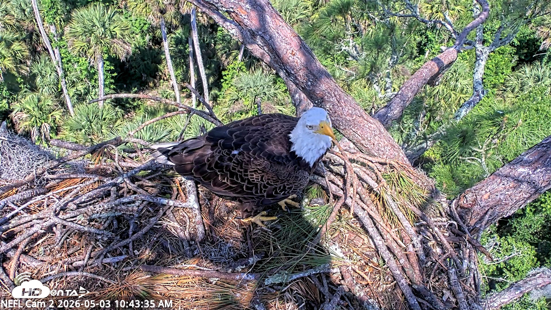 Snapshot of NE Florida Eagles Live Webcam taken May 3, 2026, 10:44am EDT