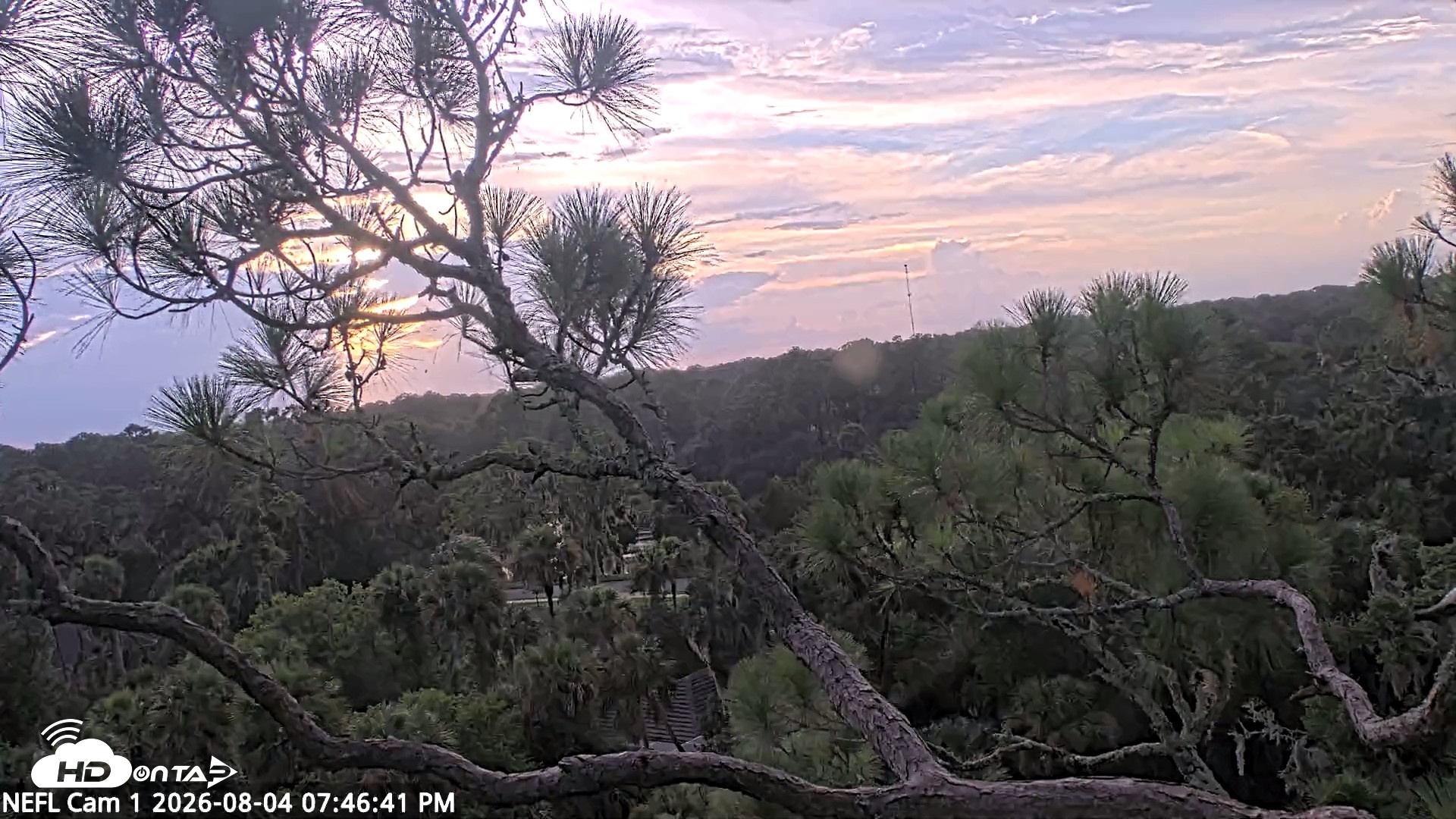 Snapshot of NE Florida Eagles Live Webcam taken Aug 4, 2026, 7:47pm EDT