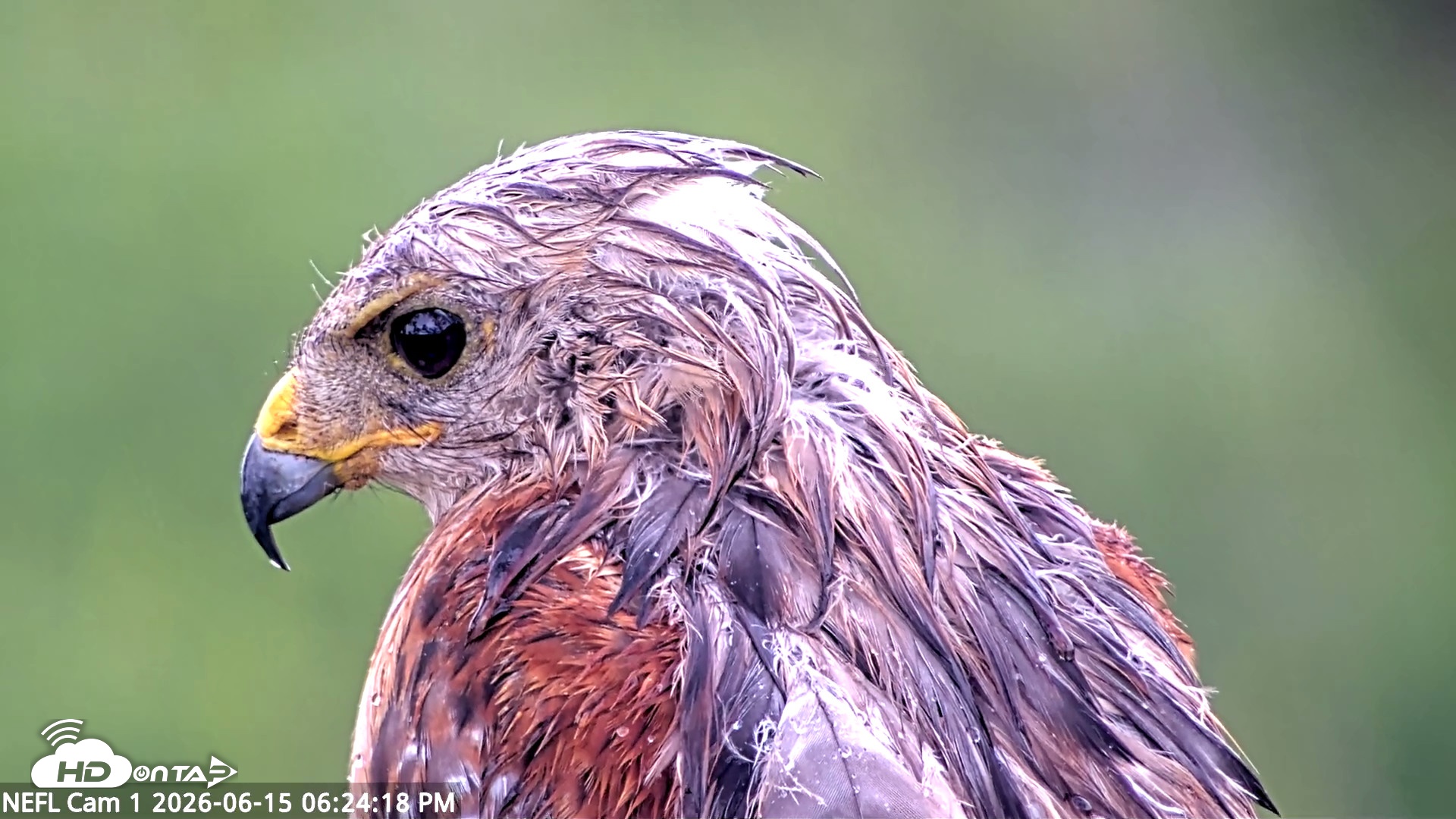 Snapshot of NE Florida Eagles Live Webcam taken Jun 15, 2026, 6:25pm EDT