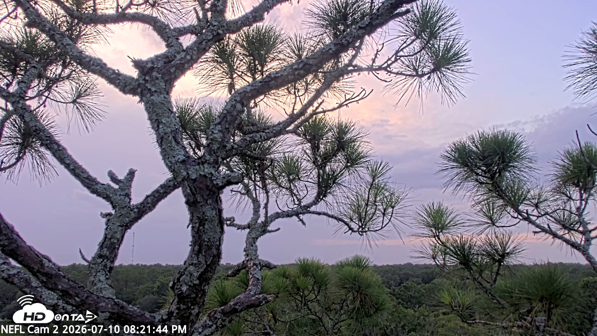 Snapshot of NE Florida Eagles Live Webcam taken Jul 10, 2026, 8:22pm EDT