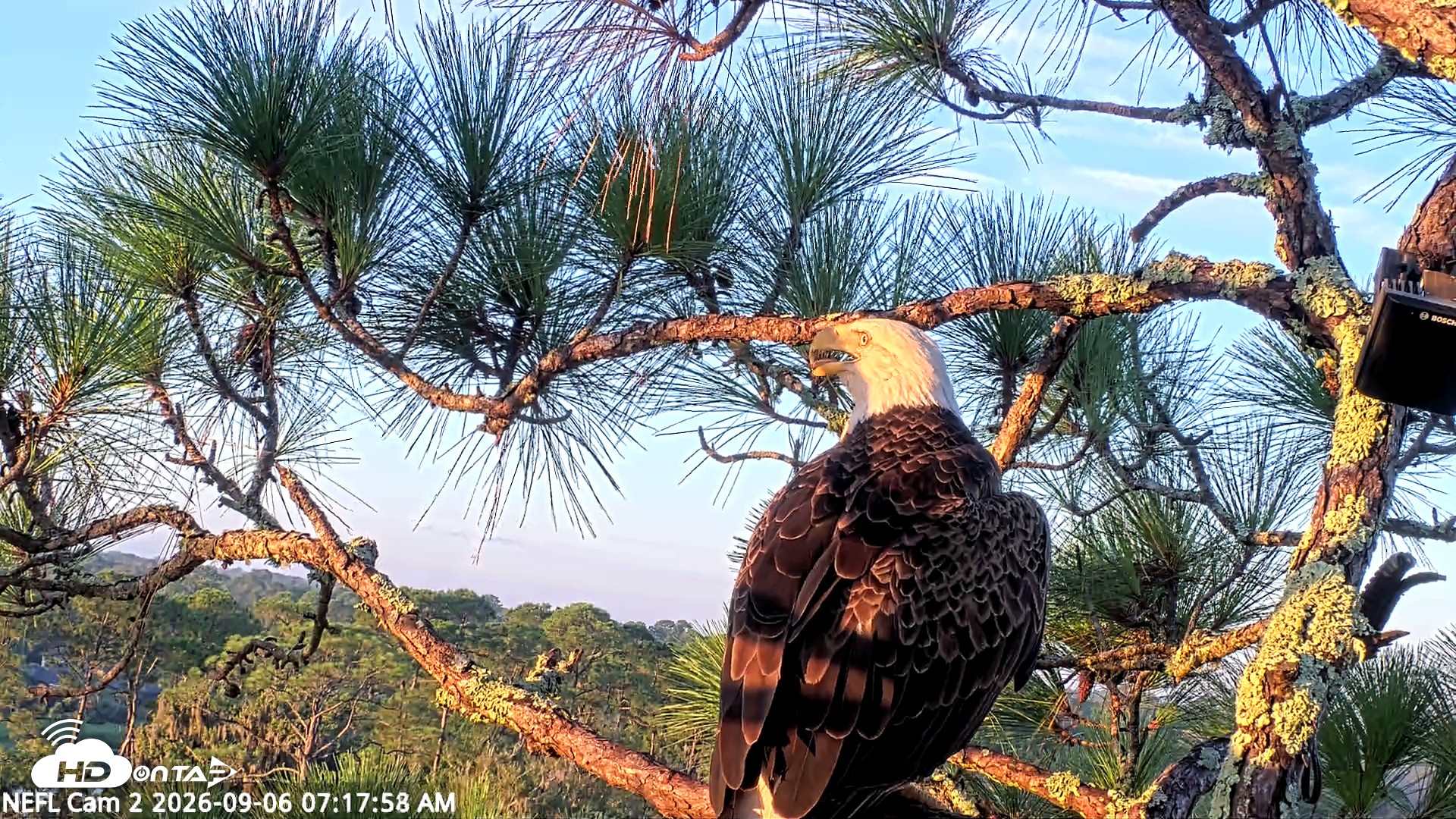 Snapshot of NE Florida Eagles Live Webcam taken Sep 6, 2026, 7:18am EDT
