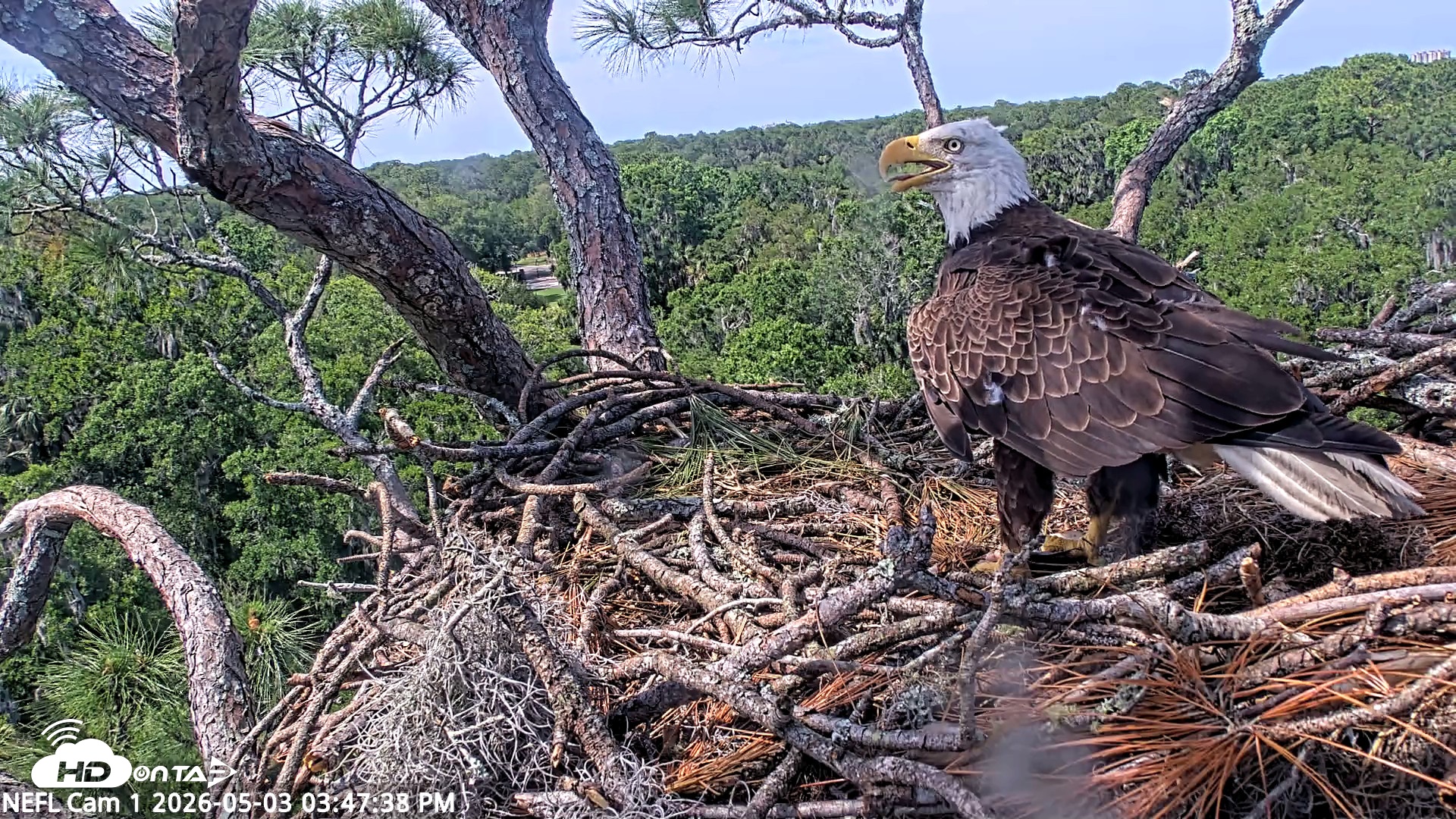 Snapshot of NE Florida Eagles Live Webcam taken May 3, 2026, 3:48pm EDT