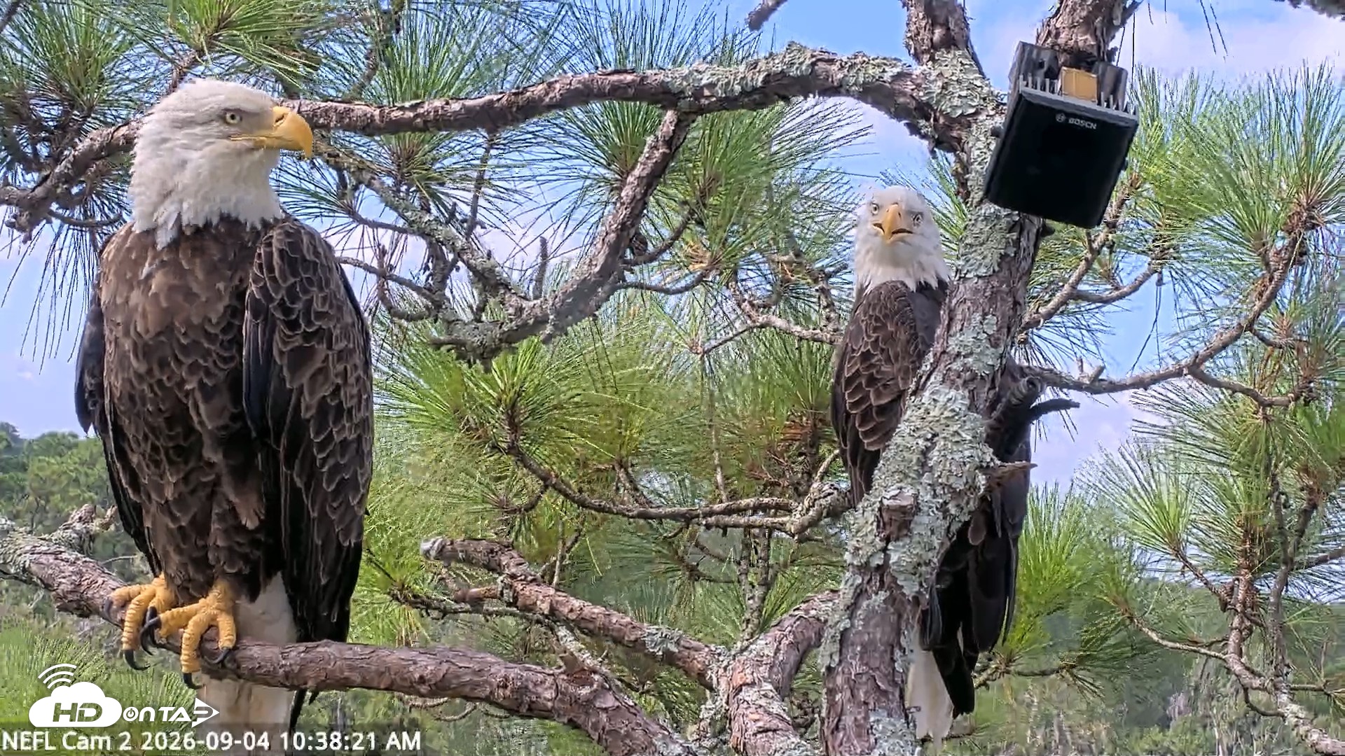 Snapshot of NE Florida Eagles Live Webcam taken Sep 4, 2026, 10:39am EDT