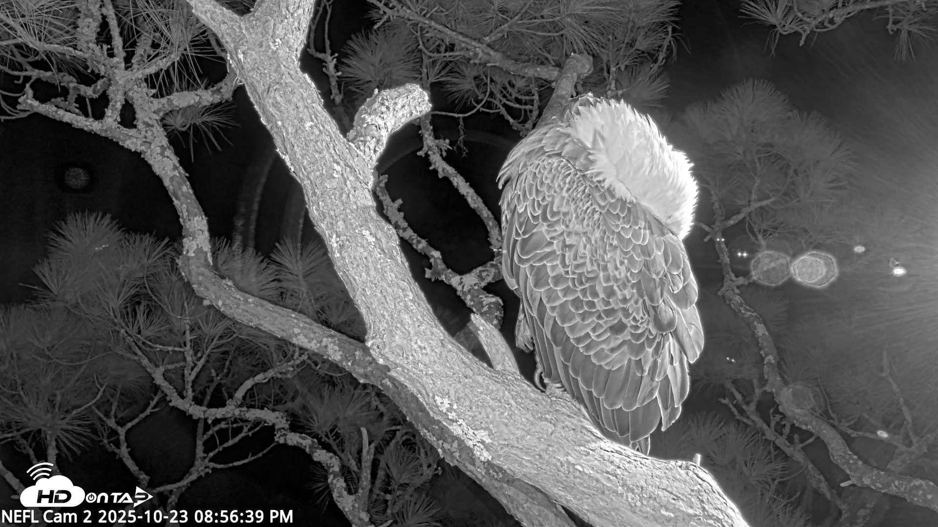 Snapshot of NE Florida Eagles Live Webcam taken Oct 23, 2025, 8:57pm EDT