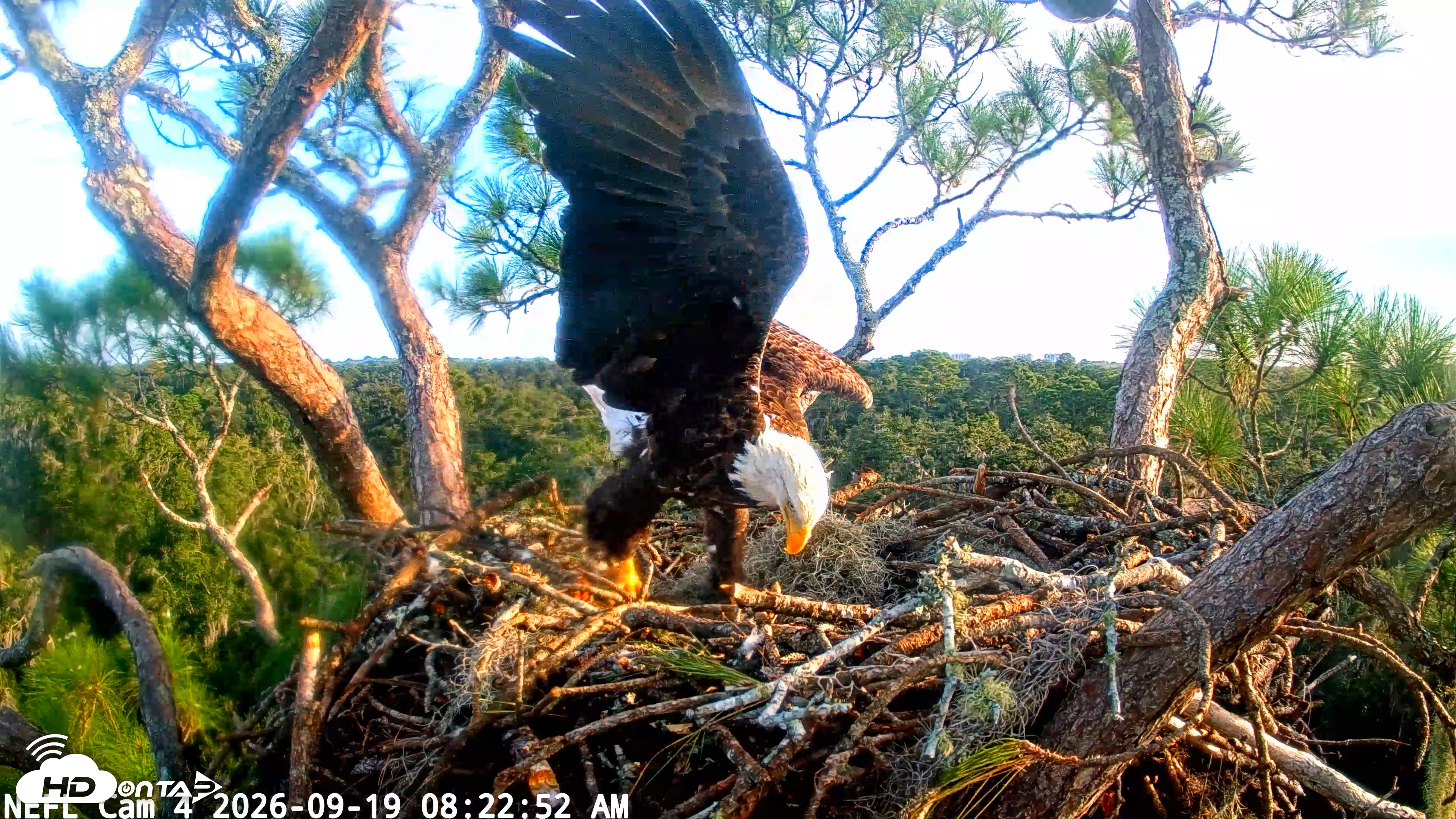 Snapshot of NE Florida Eagles Live Webcam taken Sep 19, 2026, 8:23am EDT