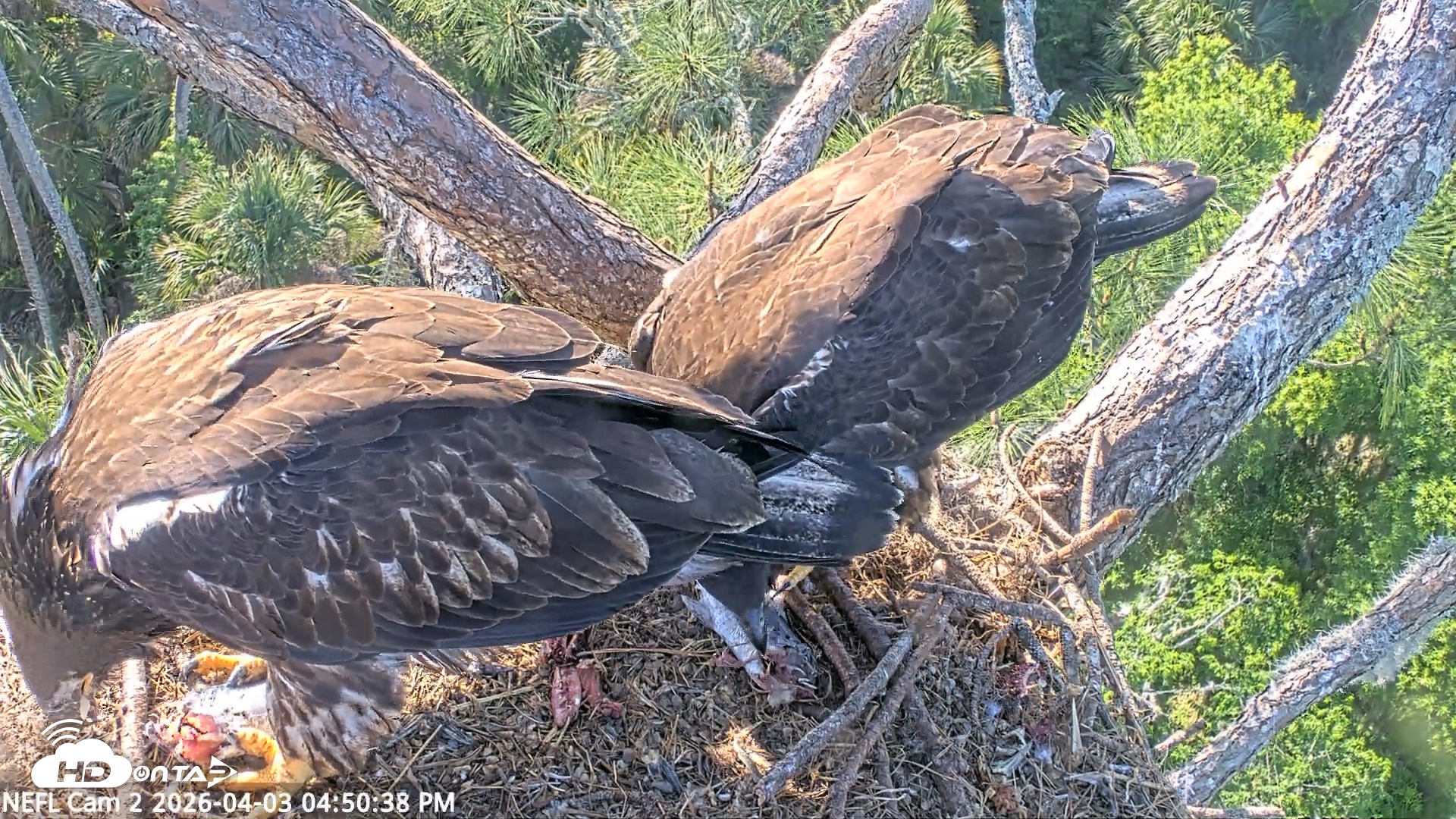 Snapshot of NE Florida Eagles Live Webcam taken Apr 3, 2026, 4:51pm EDT