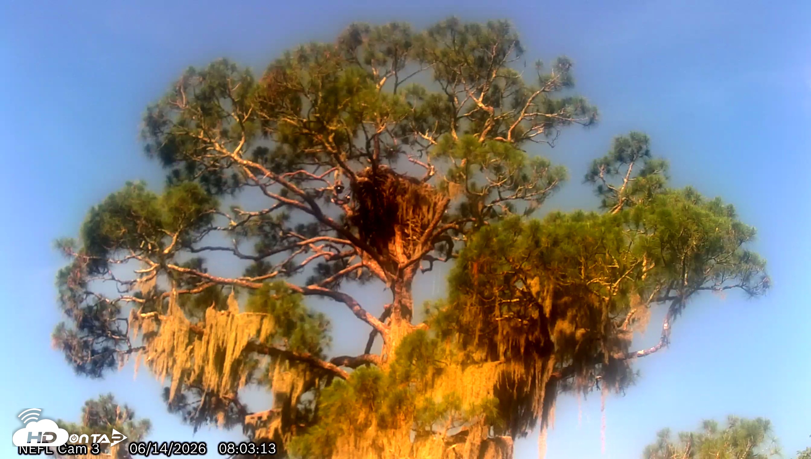 Snapshot of NE Florida Eagles Live Webcam taken Jun 14, 2026, 8:05am EDT