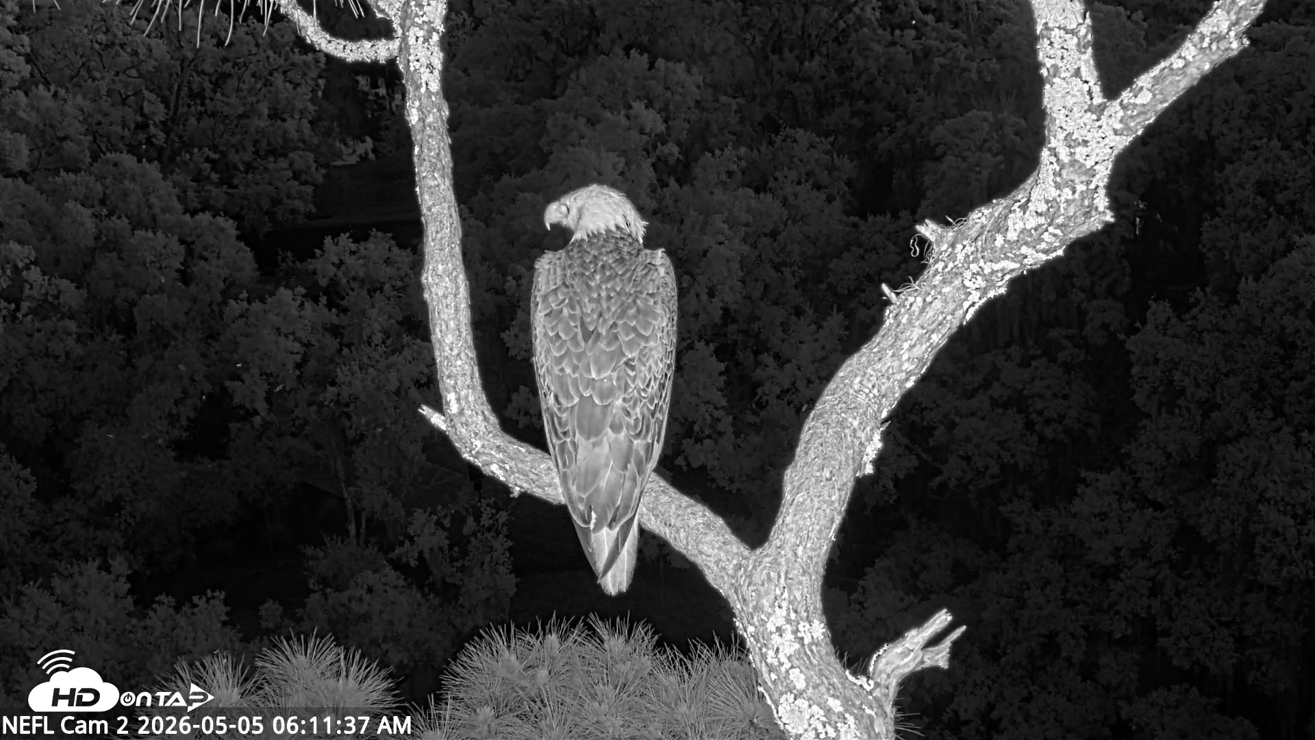 Snapshot of NE Florida Eagles Live Webcam taken May 5, 2026, 6:12am EDT