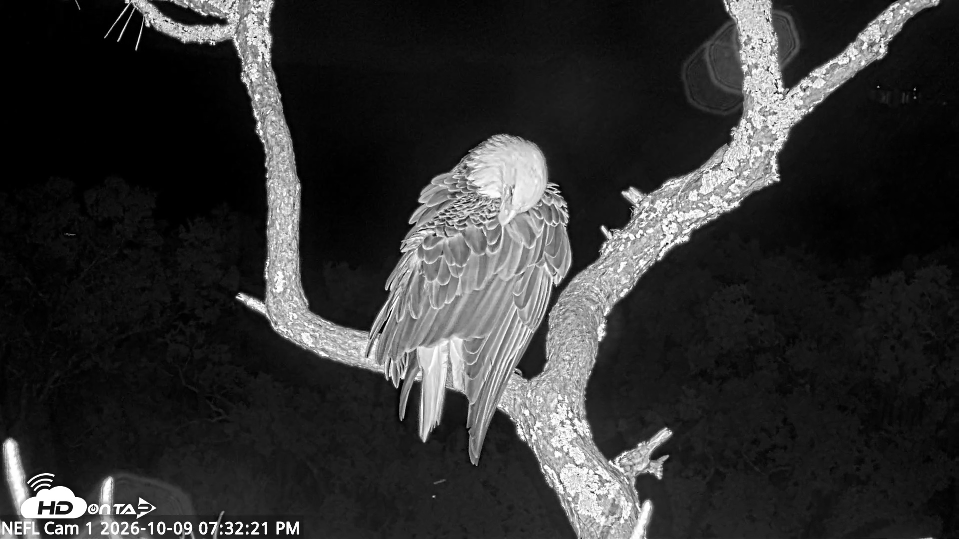 Snapshot of NE Florida Eagles Live Webcam taken Oct 9, 2026, 7:33pm EDT