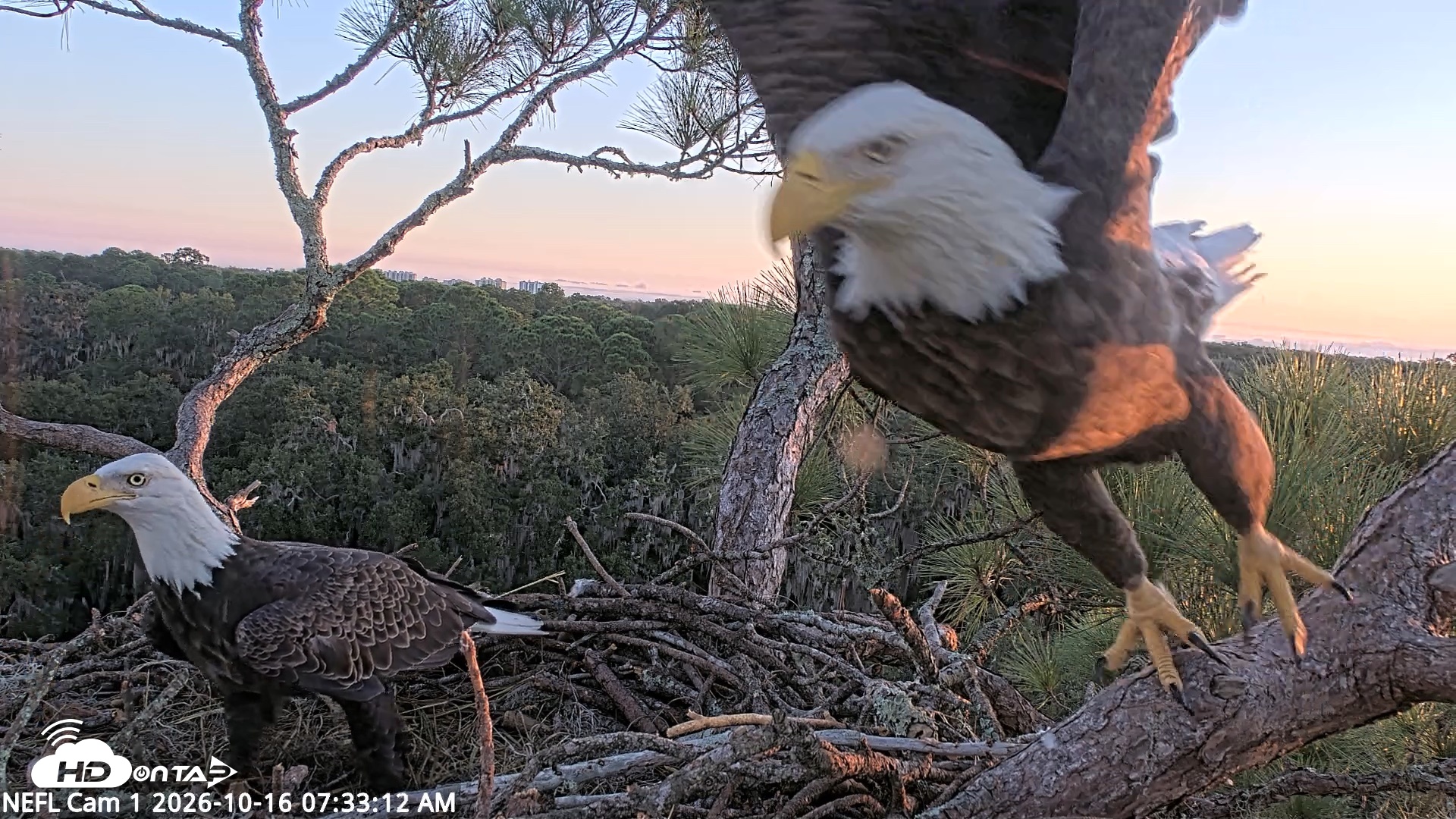 Snapshot of NE Florida Eagles Live Webcam taken Oct 16, 2026, 7:34am EDT