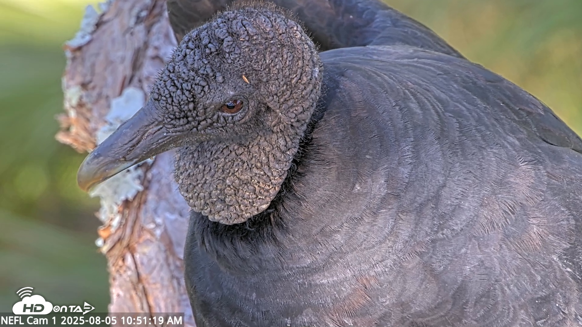 Snapshot of NE Florida Eagles Live Webcam taken Aug 5, 2025, 10:52am EDT