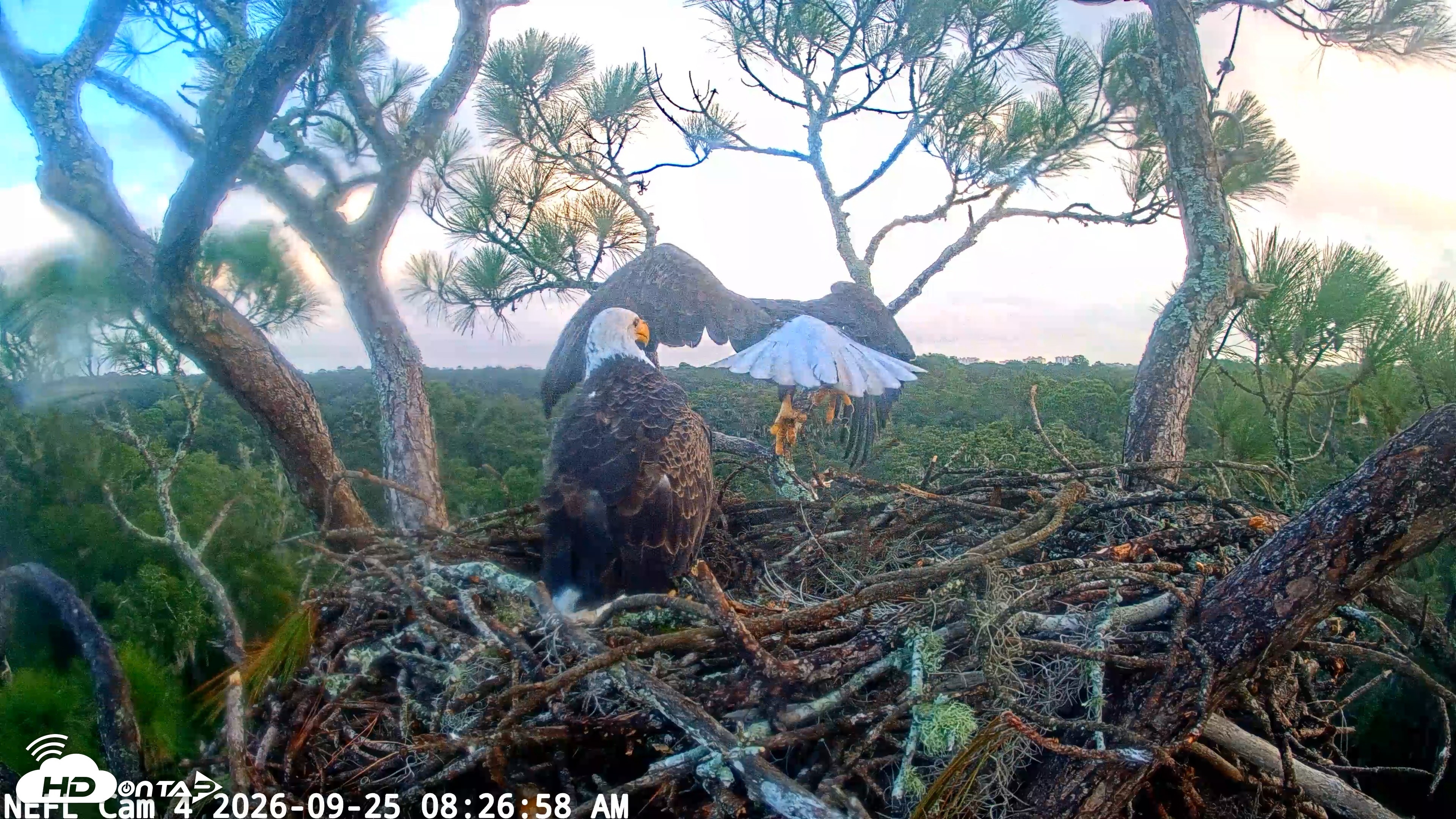 Snapshot of NE Florida Eagles Live Webcam taken Sep 25, 2026, 8:27am EDT