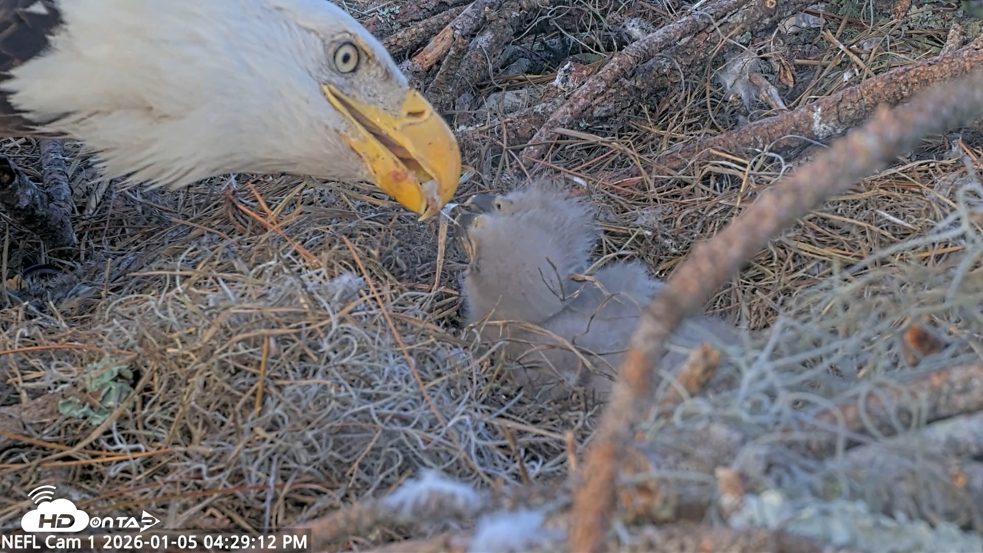 Snapshot of NE Florida Eagles Live Webcam taken Jan 5, 2026, 4:30pm EST