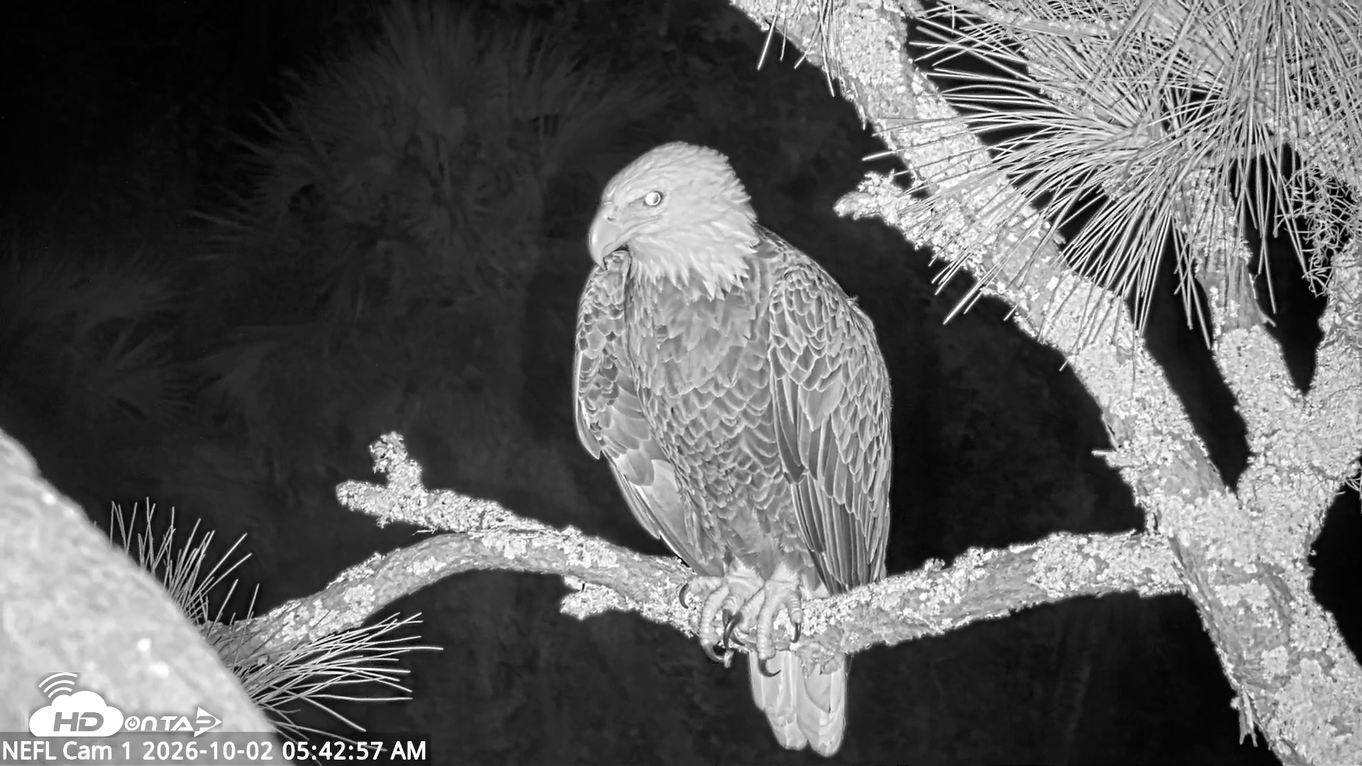 Snapshot of NE Florida Eagles Live Webcam taken Oct 2, 2026, 5:44am EDT