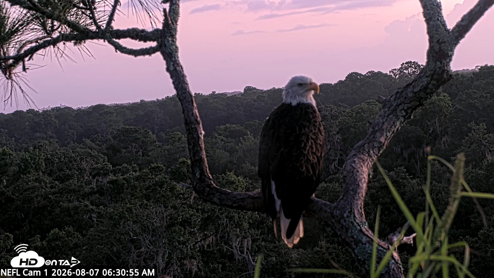 Snapshot of NE Florida Eagles Live Webcam taken Aug 7, 2026, 6:32am EDT