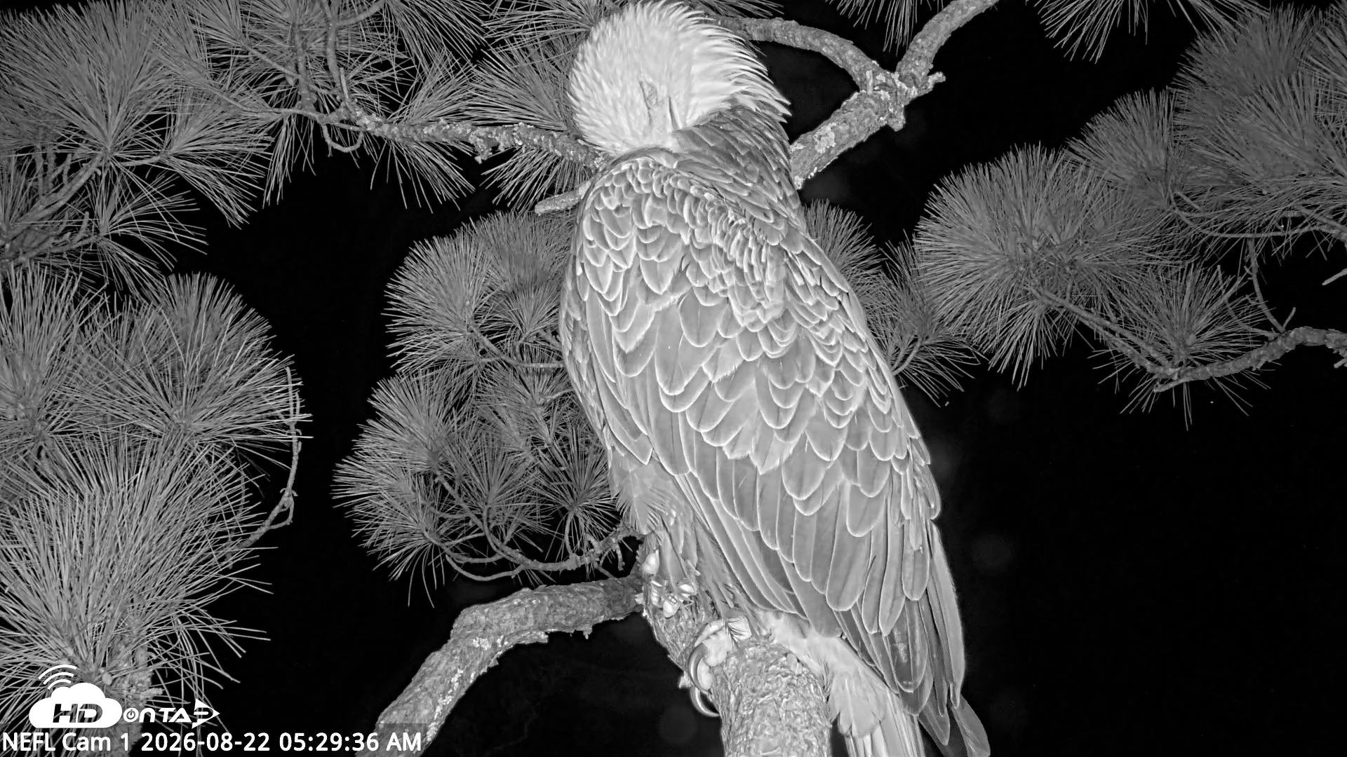 Snapshot of NE Florida Eagles Live Webcam taken Aug 22, 2026, 5:30am EDT