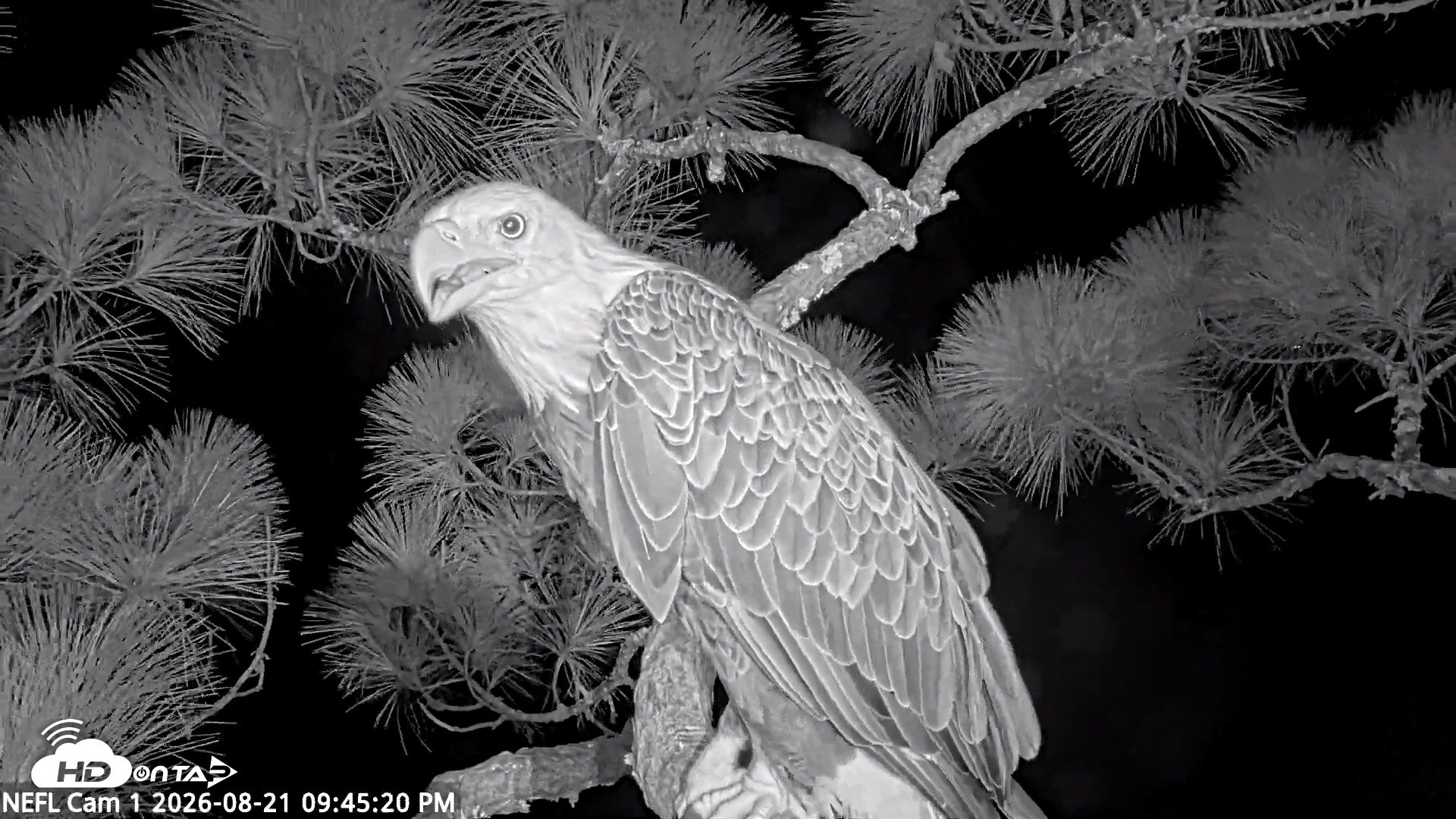 Snapshot of NE Florida Eagles Live Webcam taken Aug 21, 2026, 9:46pm EDT