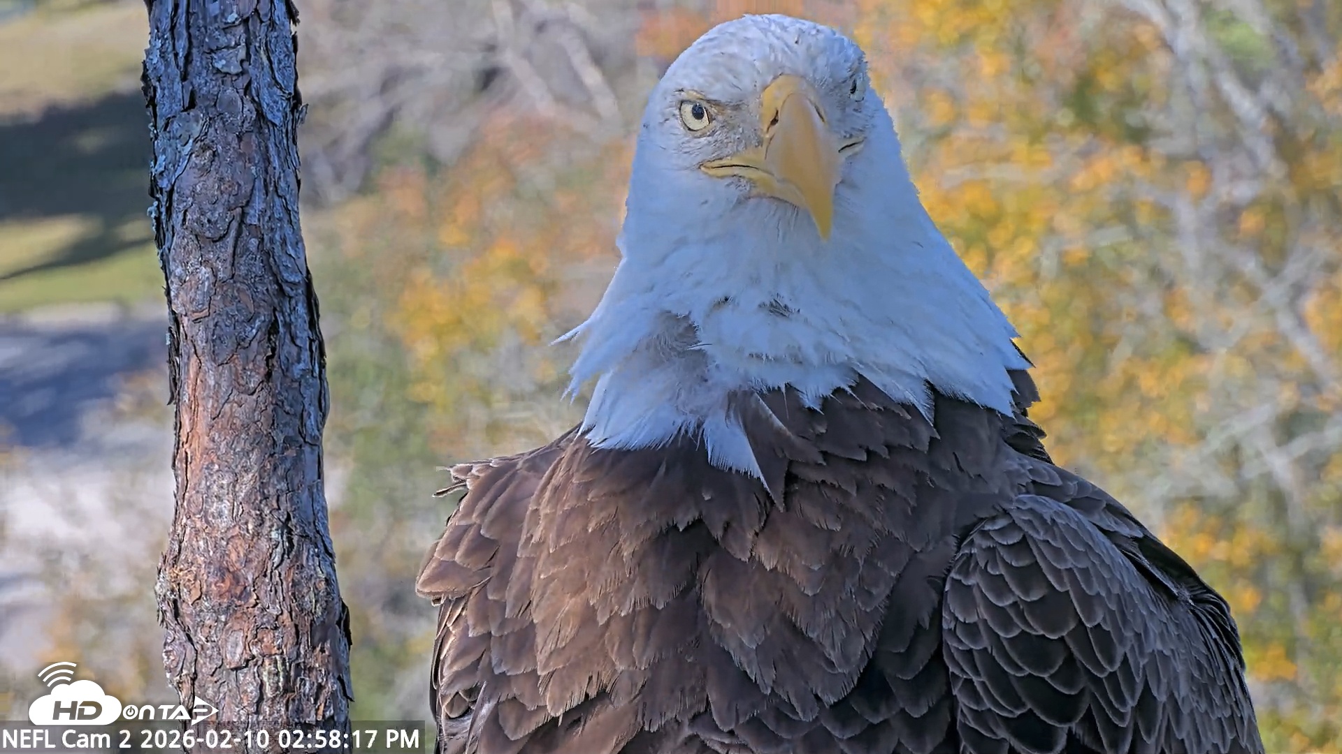 Snapshot of NE Florida Eagles Live Webcam taken Feb 10, 2026, 2:58pm EST