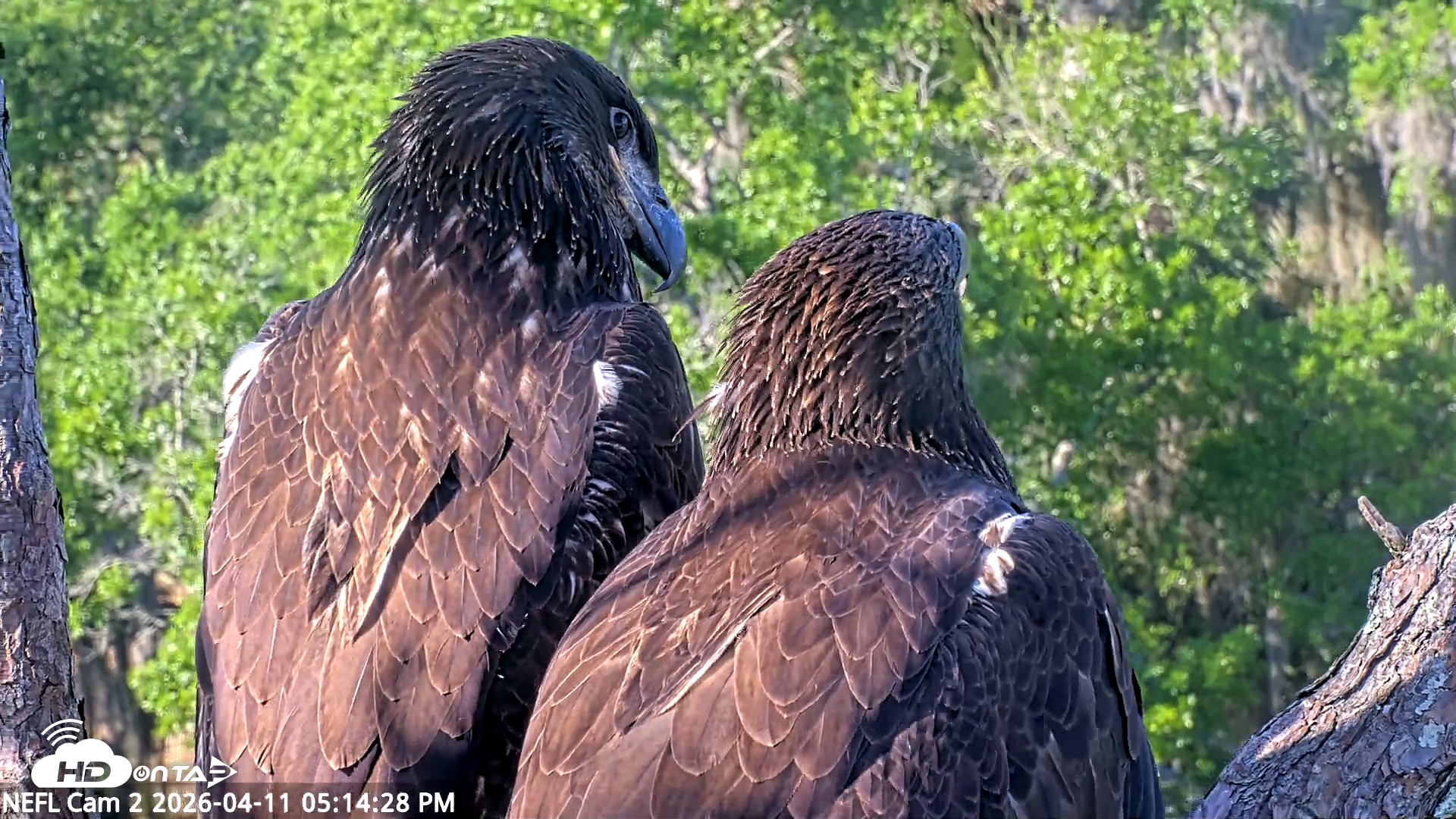 Snapshot of NE Florida Eagles Live Webcam taken Apr 11, 2026, 5:15pm EDT