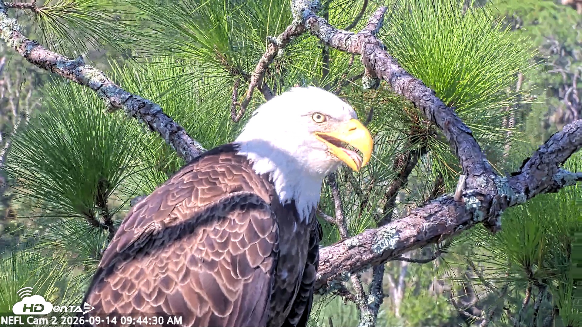 Snapshot of NE Florida Eagles Live Webcam taken Sep 14, 2026, 9:45am EDT