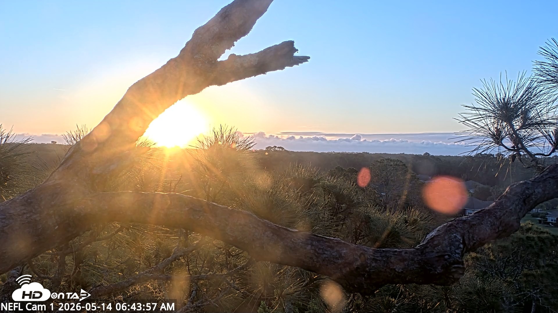 Snapshot of NE Florida Eagles Live Webcam taken May 14, 2026, 6:45am EDT