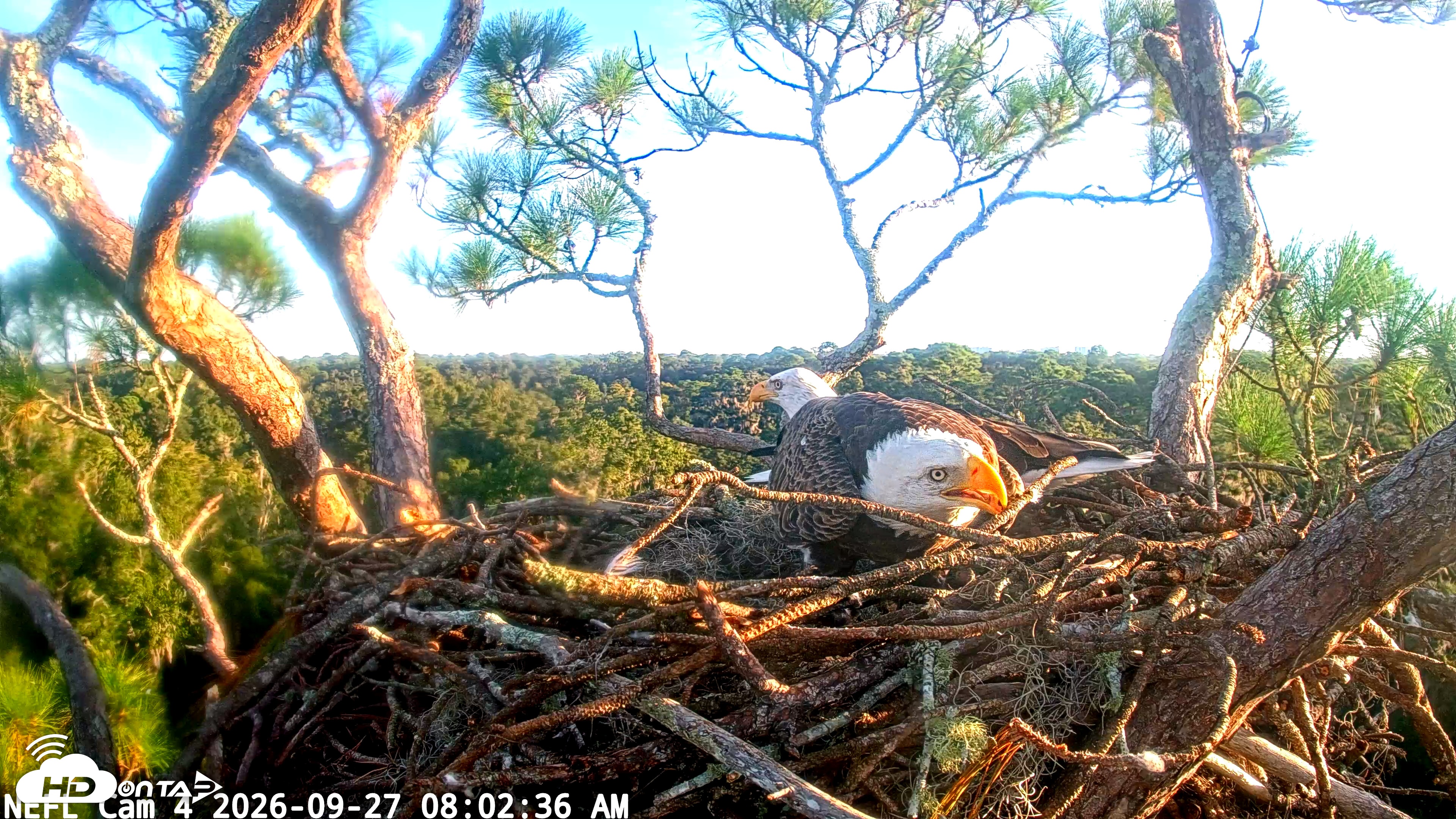 Snapshot of NE Florida Eagles Live Webcam taken Sep 27, 2026, 8:03am EDT