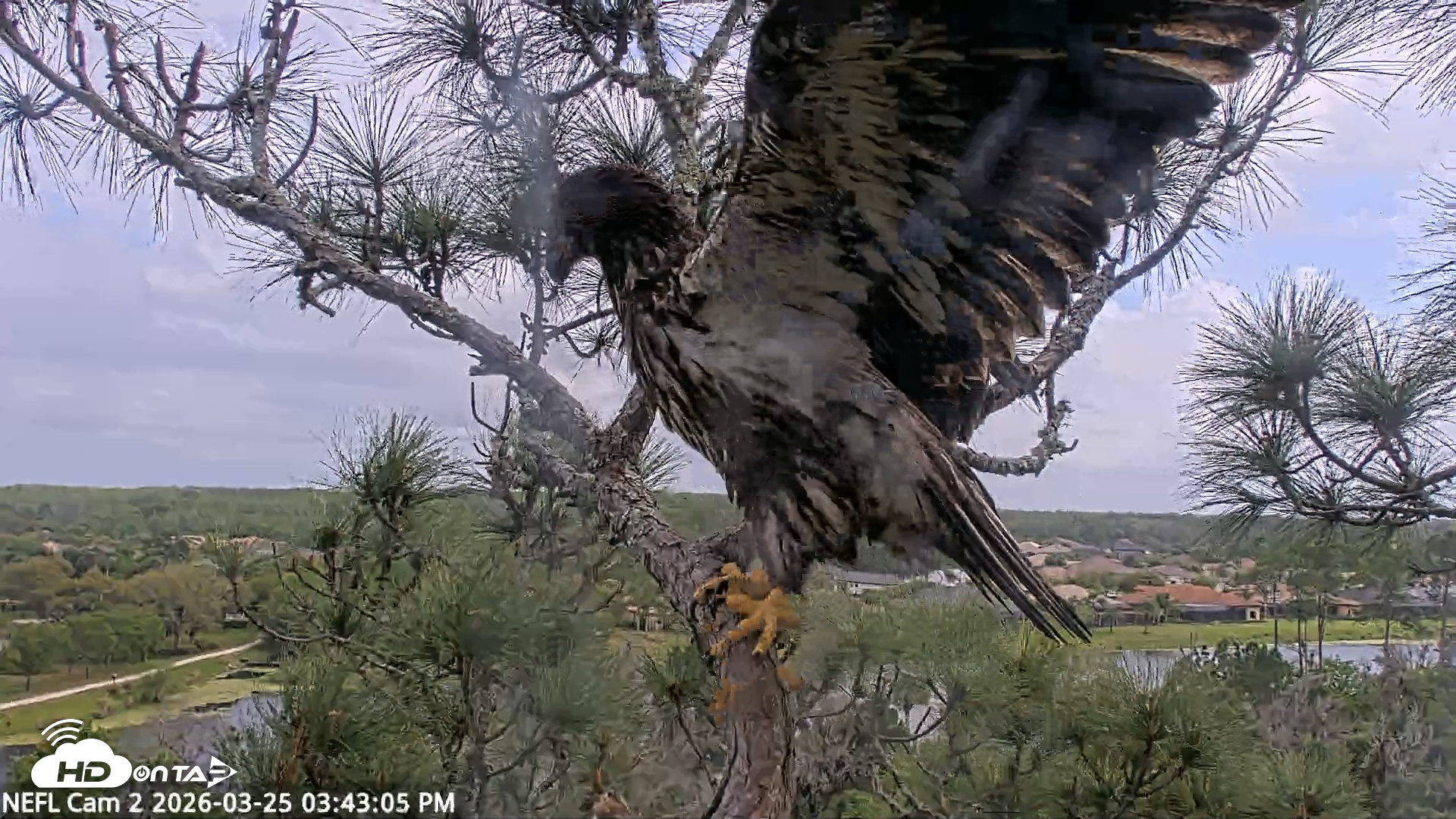 Snapshot of NE Florida Eagles Live Webcam taken Mar 25, 2026, 3:43pm EDT