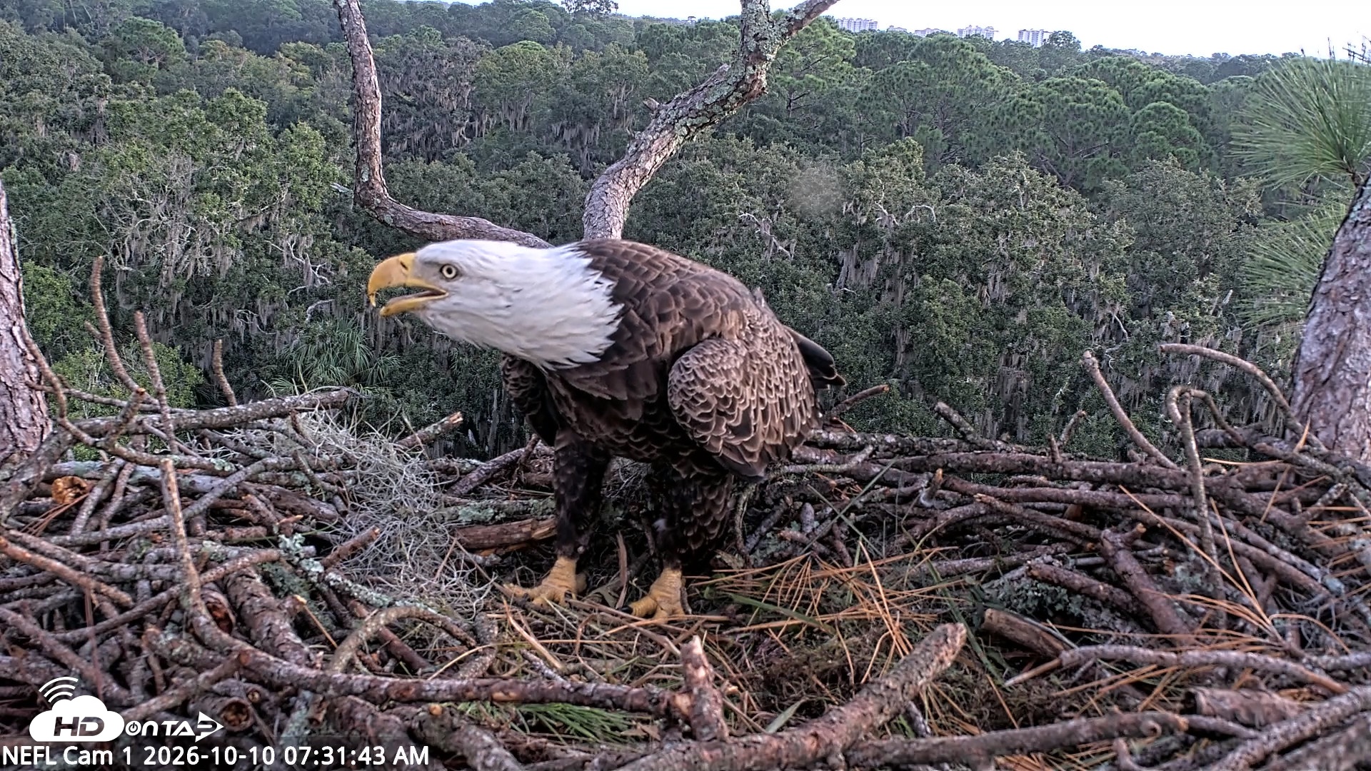 Snapshot of NE Florida Eagles Live Webcam taken Oct 10, 2026, 7:32am EDT